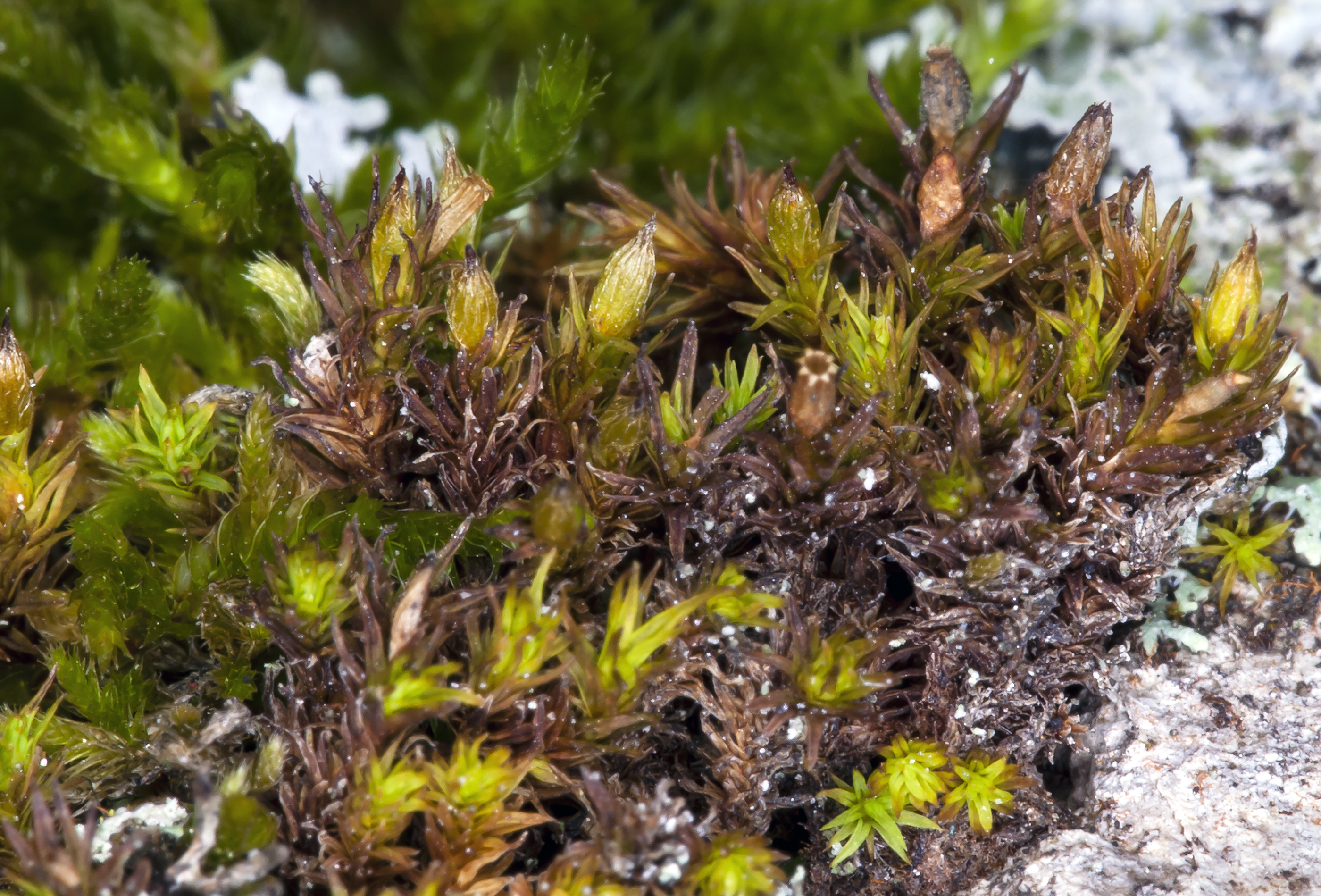 Orthotrichum norrisii (7046580505)