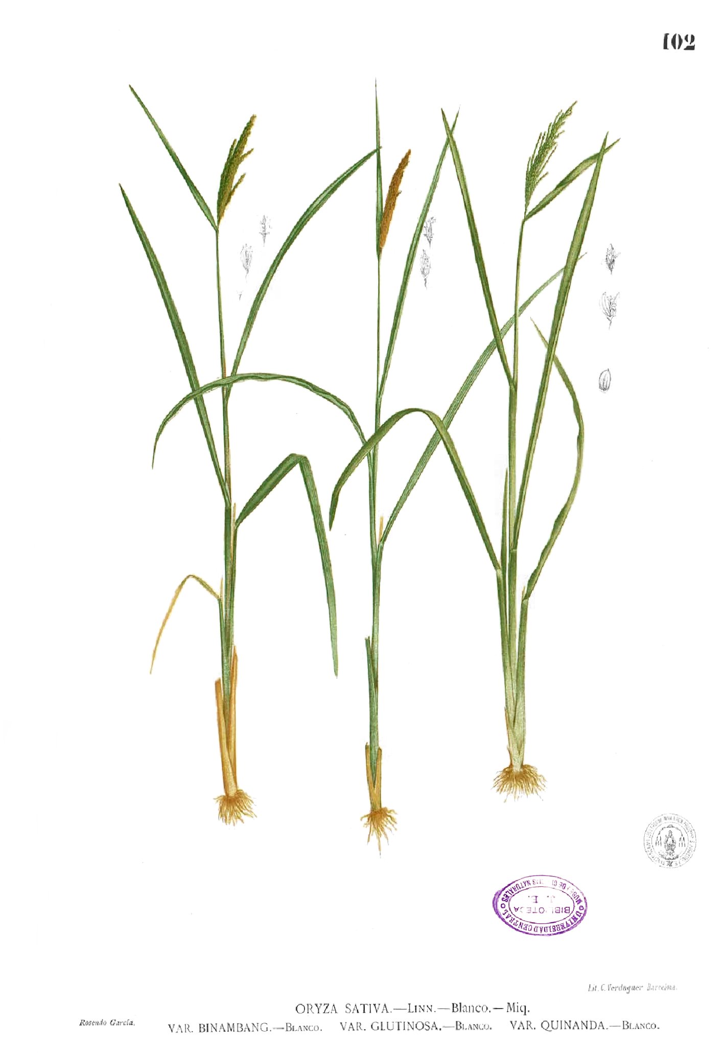 Oryza sativa Blanco1.102