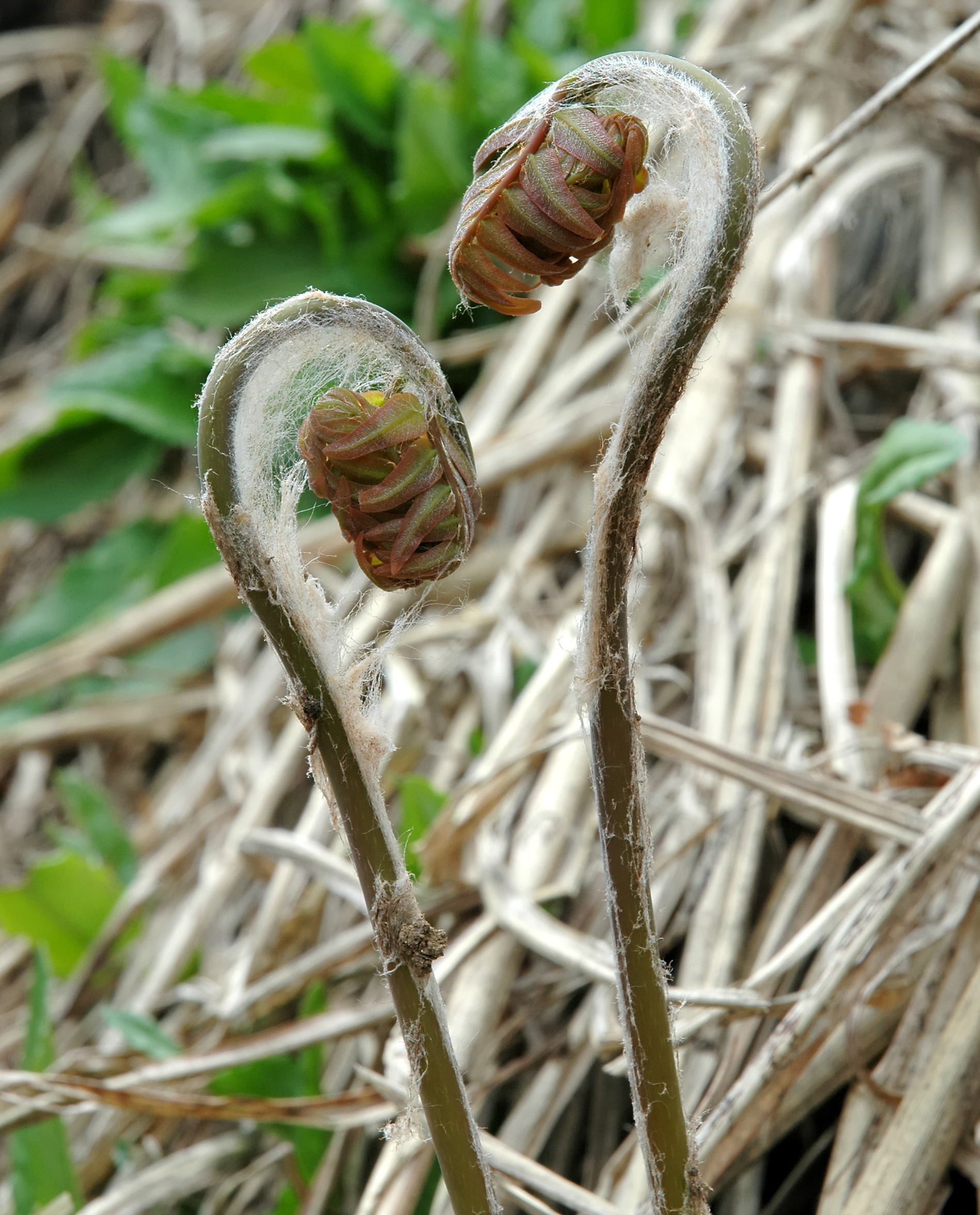 Osmunda japonica 001
