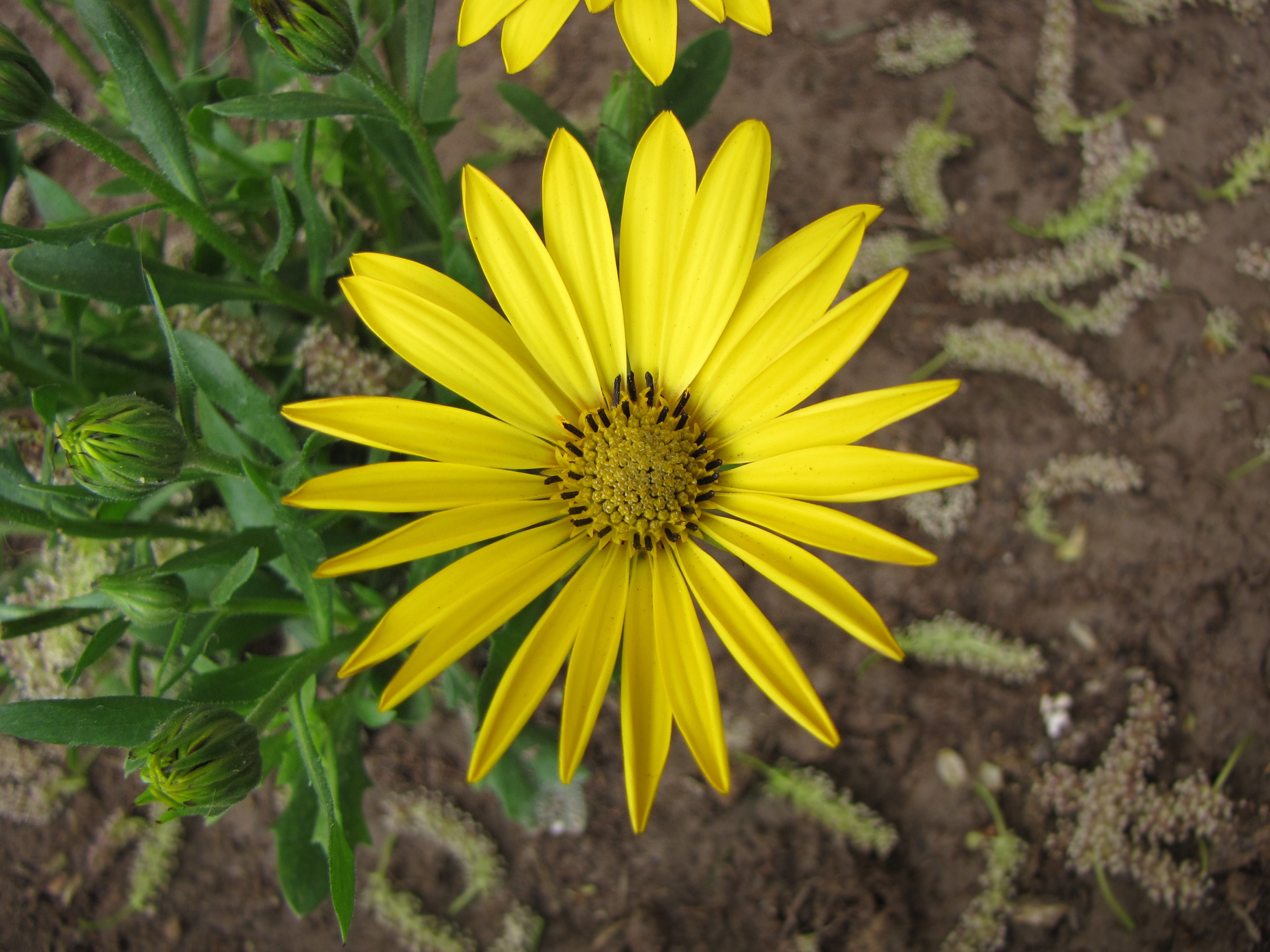 Osteospermum dandenong (yellow)
