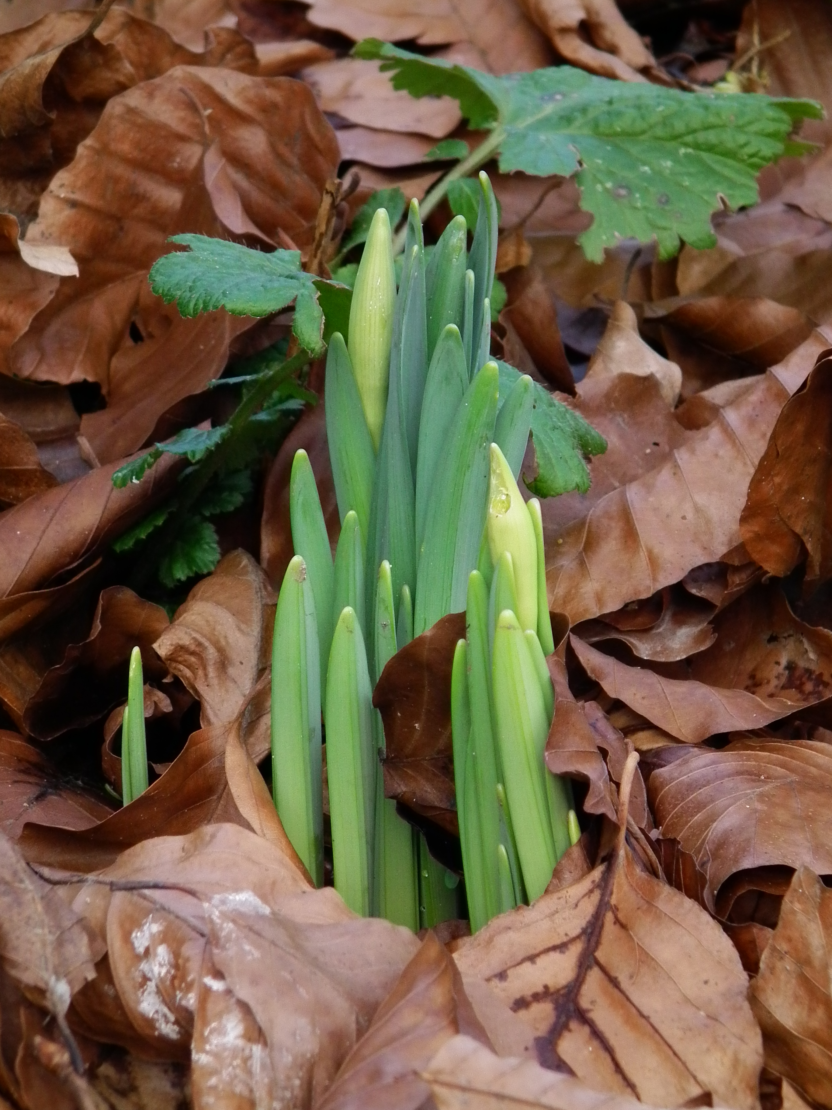 Osterglocken Knospen