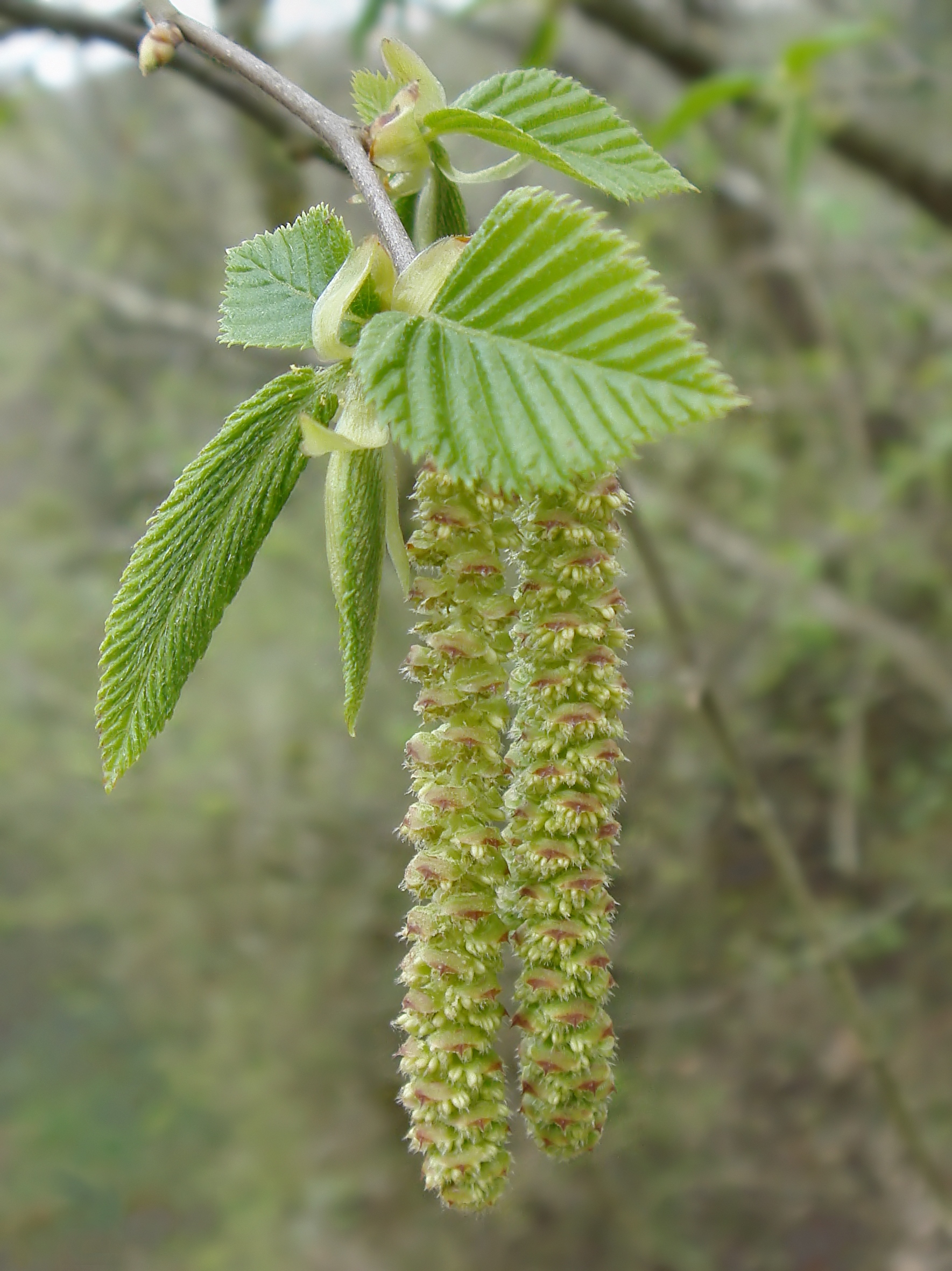 Ostrya carpinifolia in Italy male catkins