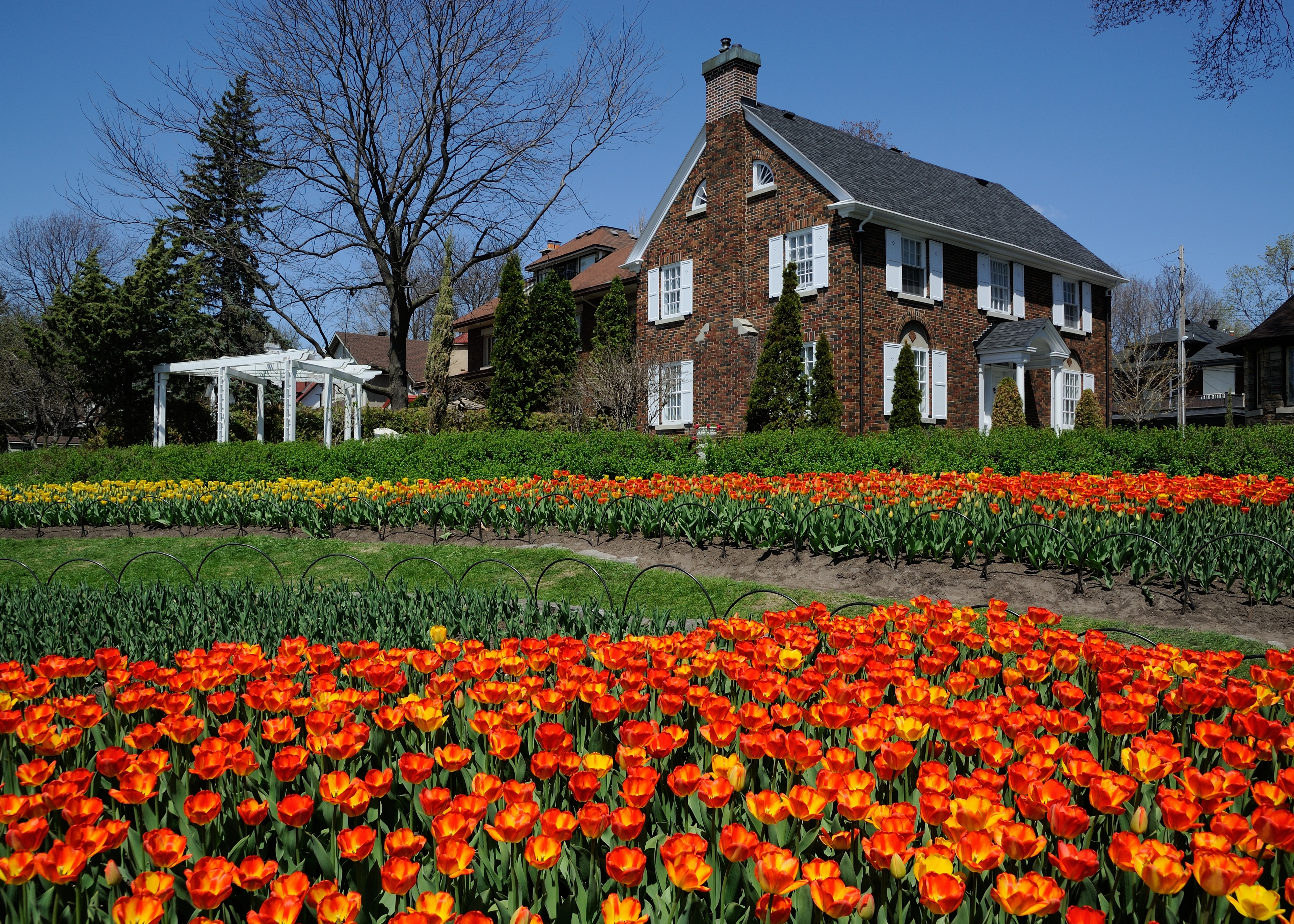 Ottawa Tulip Festival