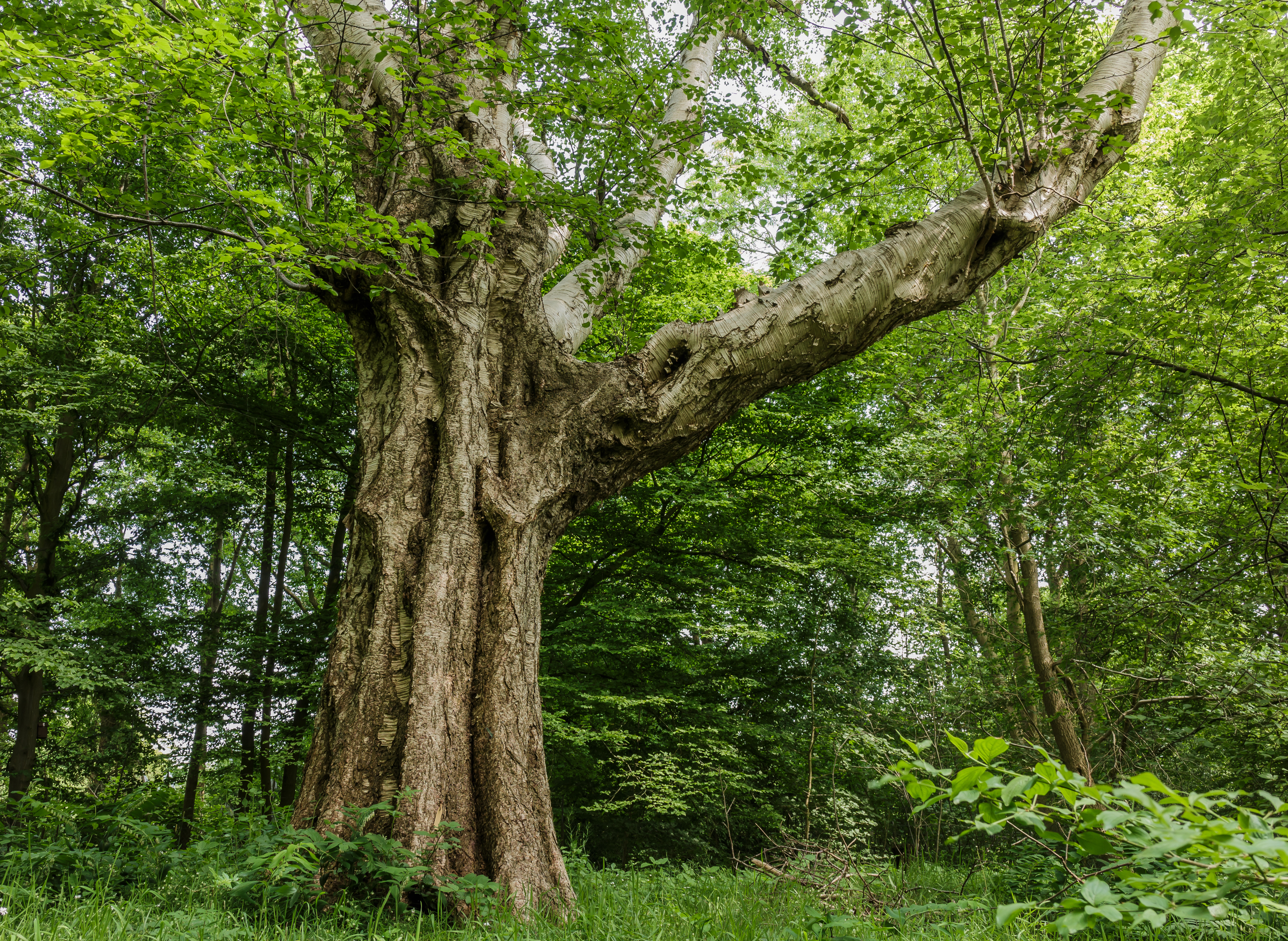 Oude berk (Betula ermanii). Locatie Hortus Haren