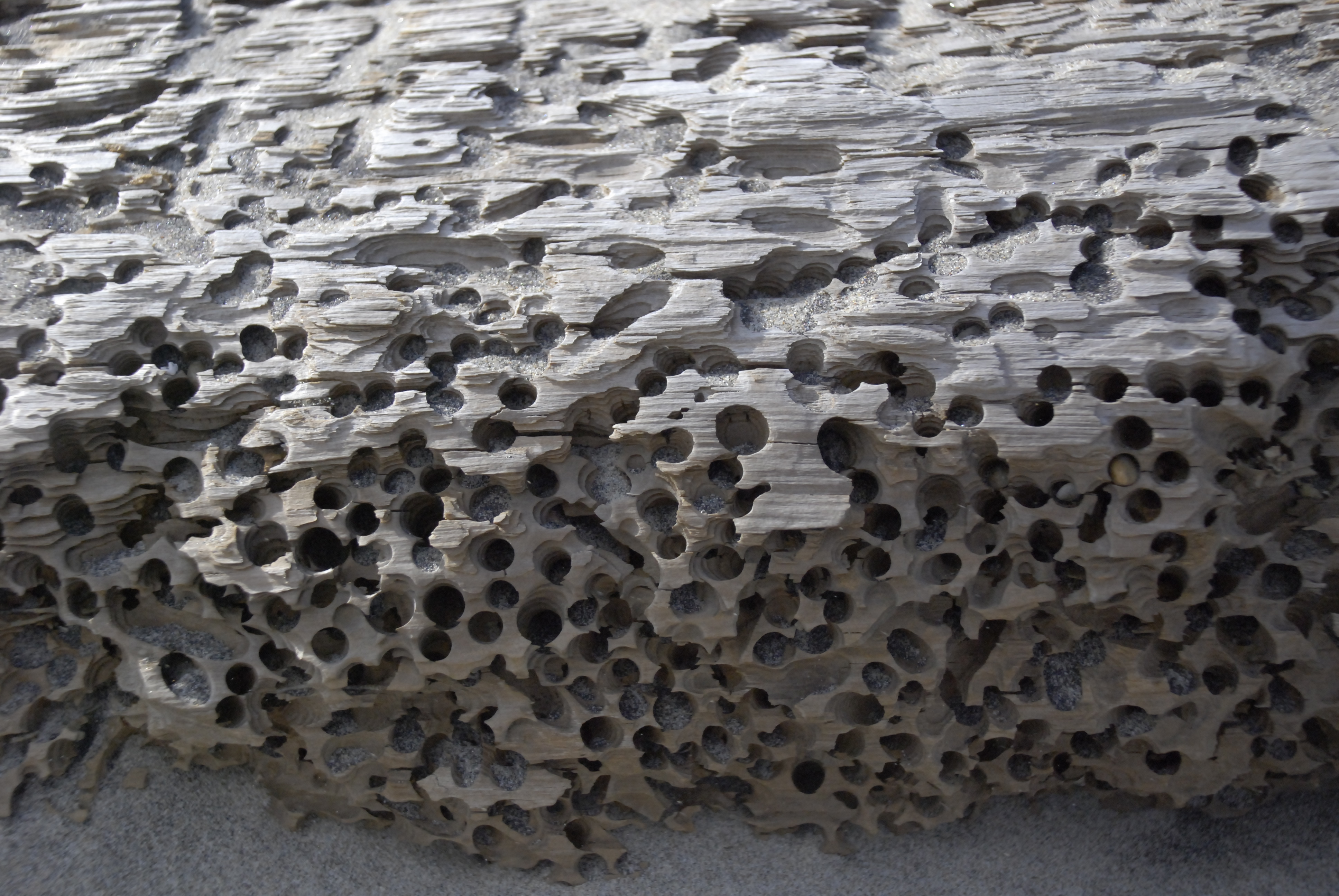 Outer Banks - Driftwood