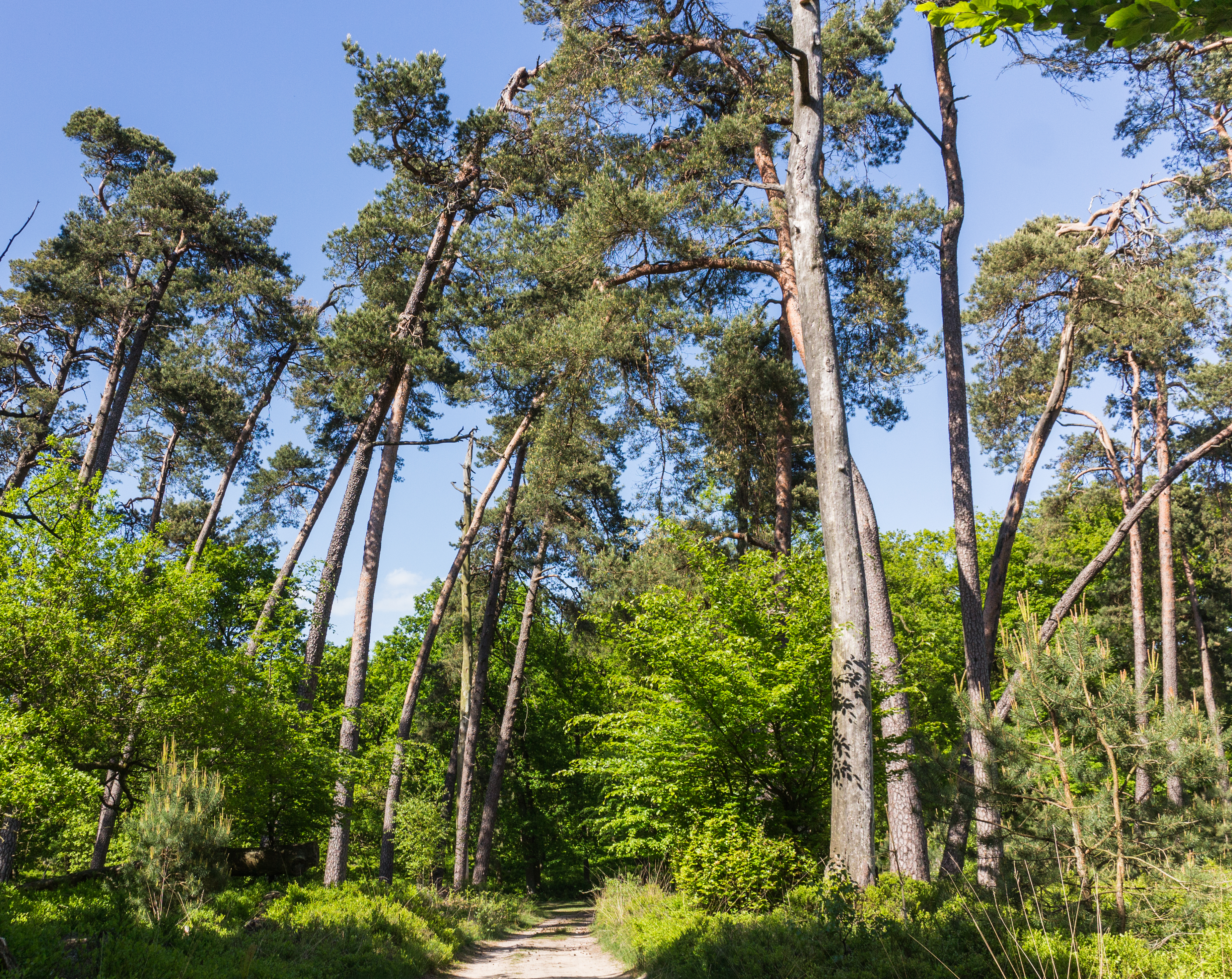 Overhangende bomen boven zandweg. Locatie, Kroondomein Het Loo