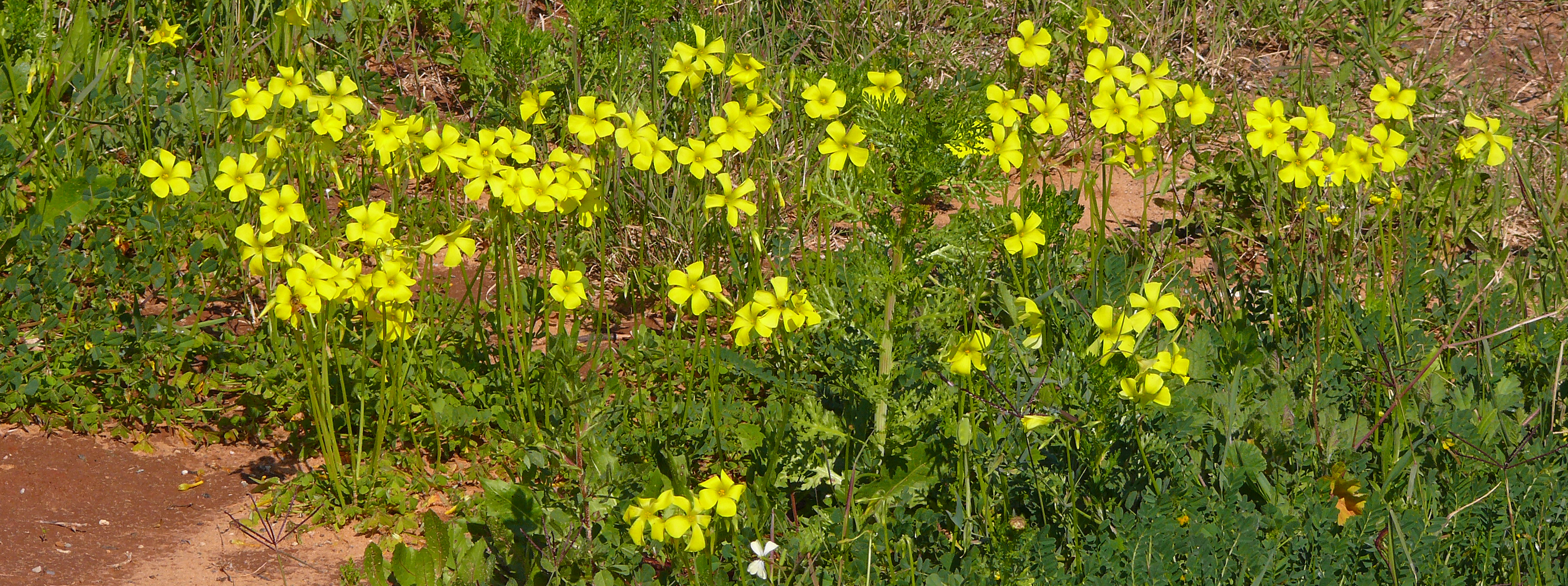 Oxalis-paz001