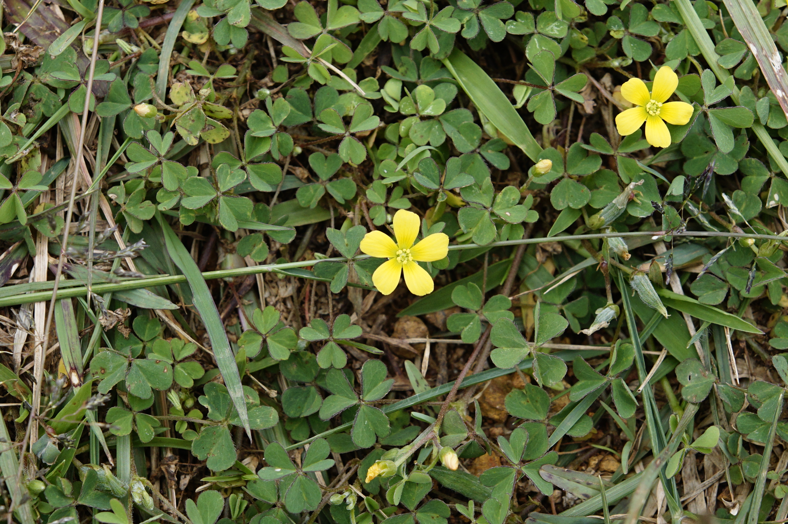 Oxalis corniculata 9840