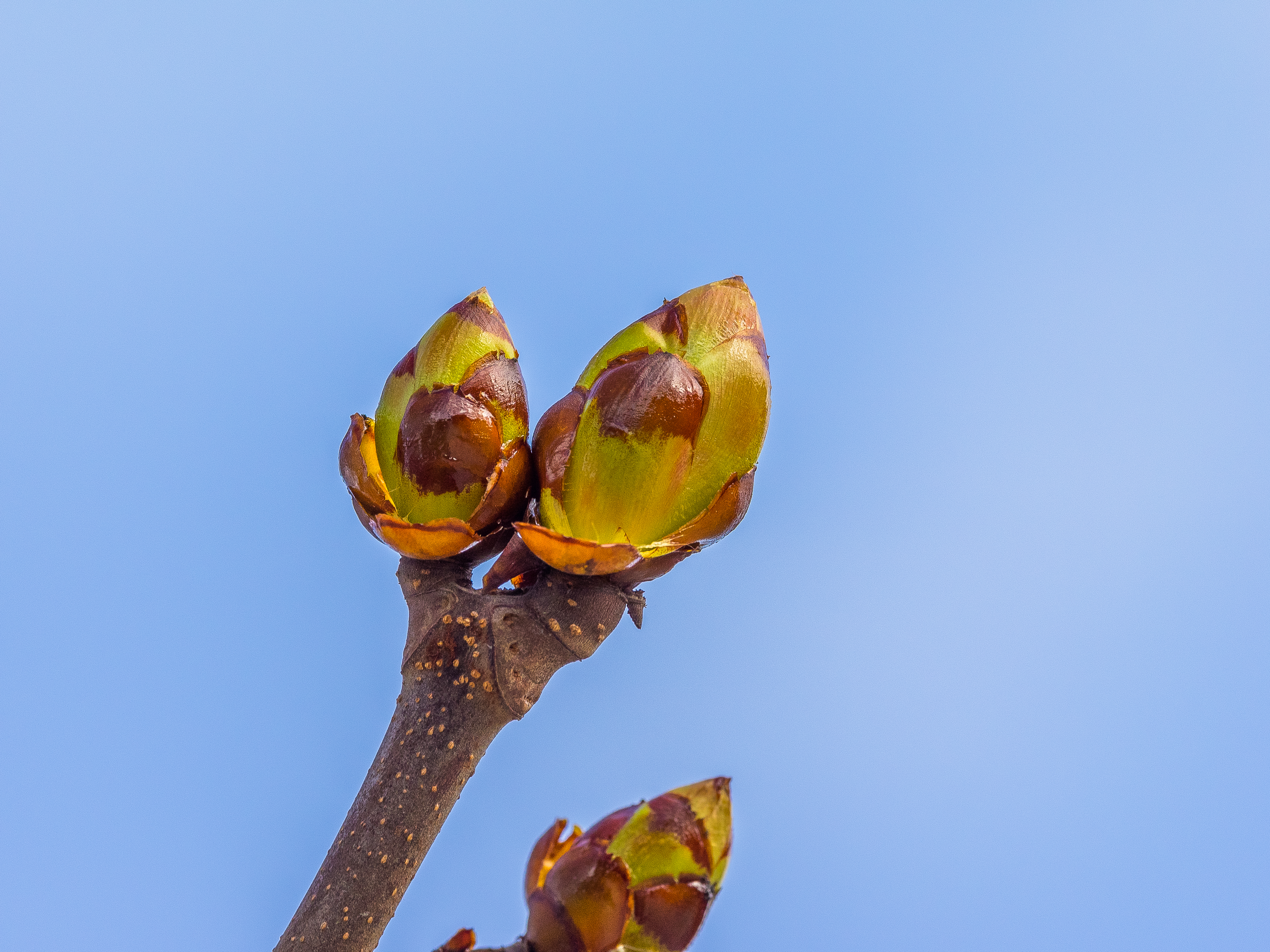 P1010042 (26408986925)