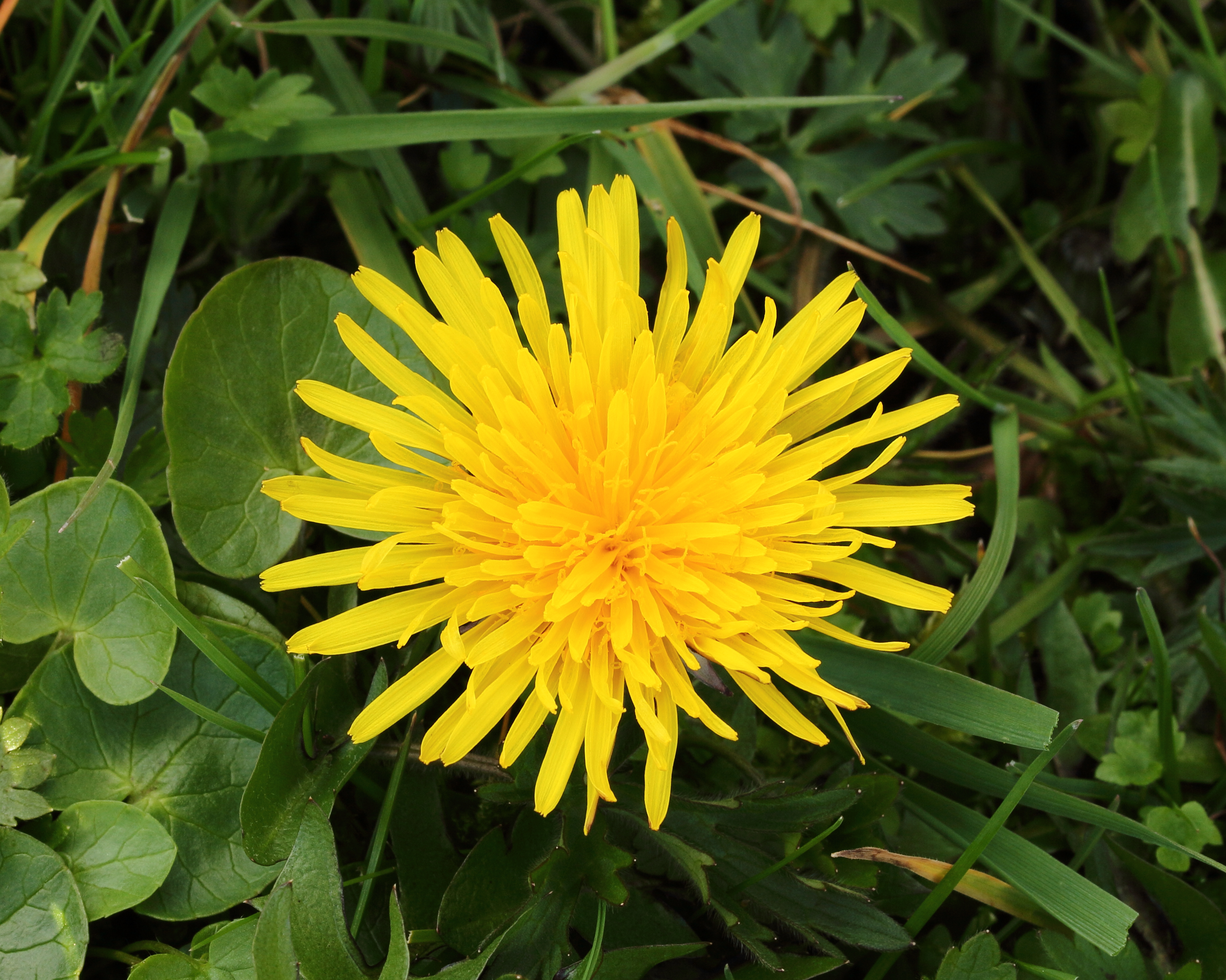 Paardenbloem (Taraxacum officinale) 06