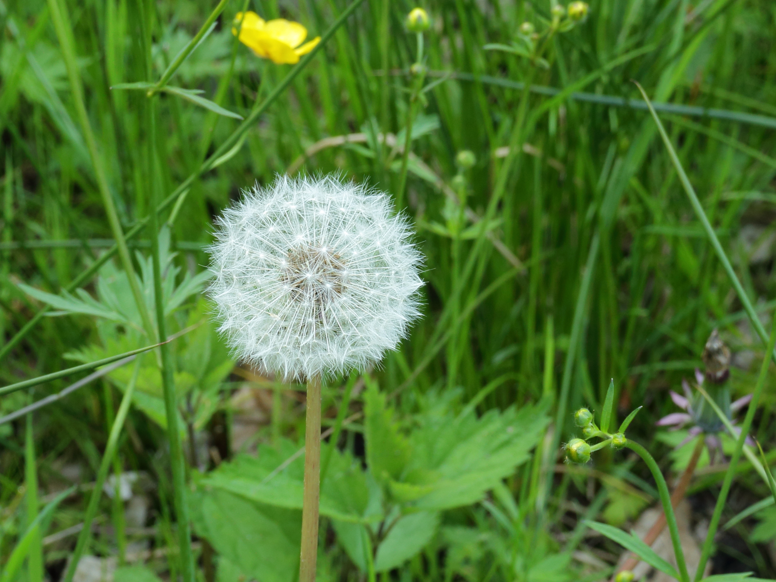 Paardenbloem Taraxacum officinale