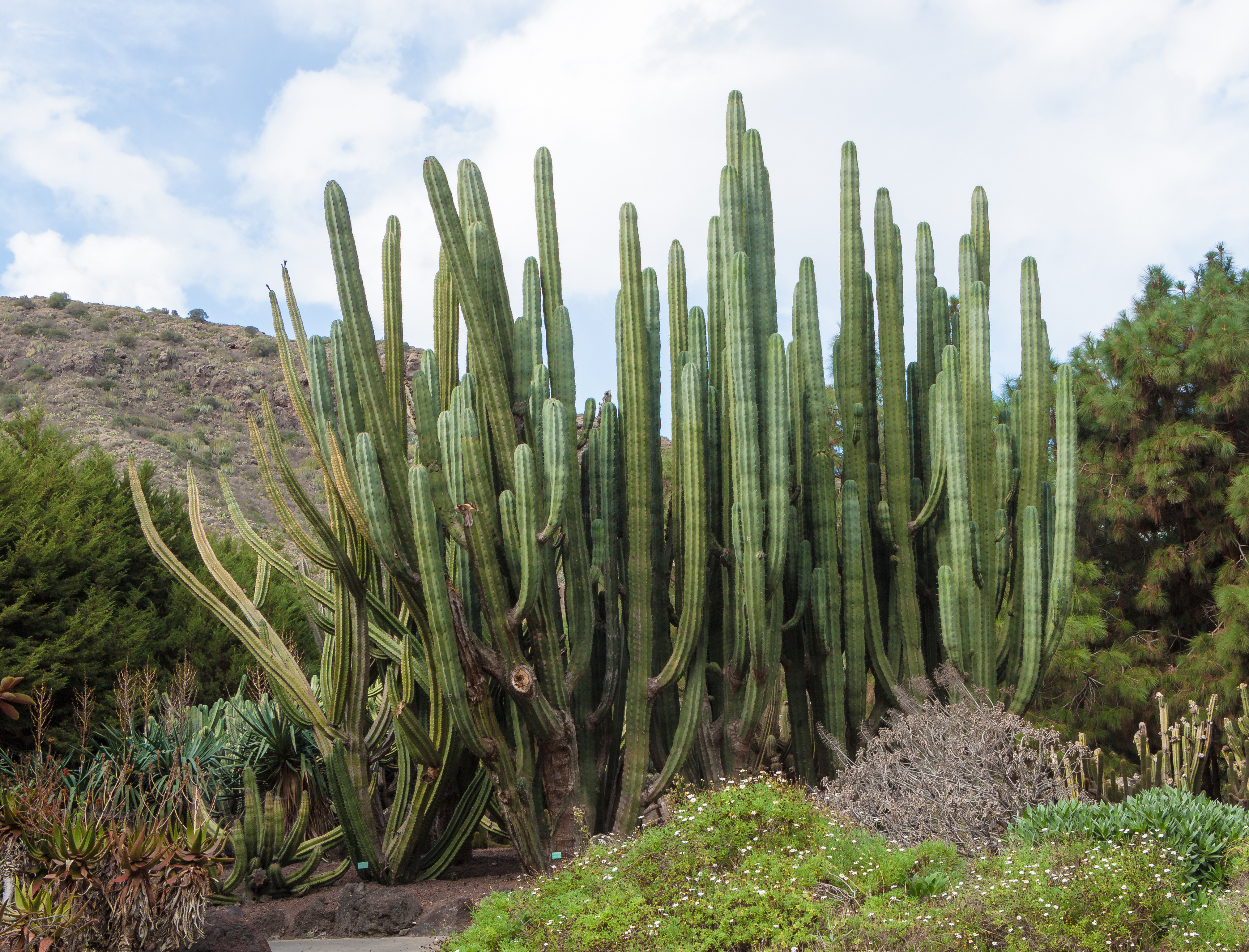 Pachycereus weberi 001