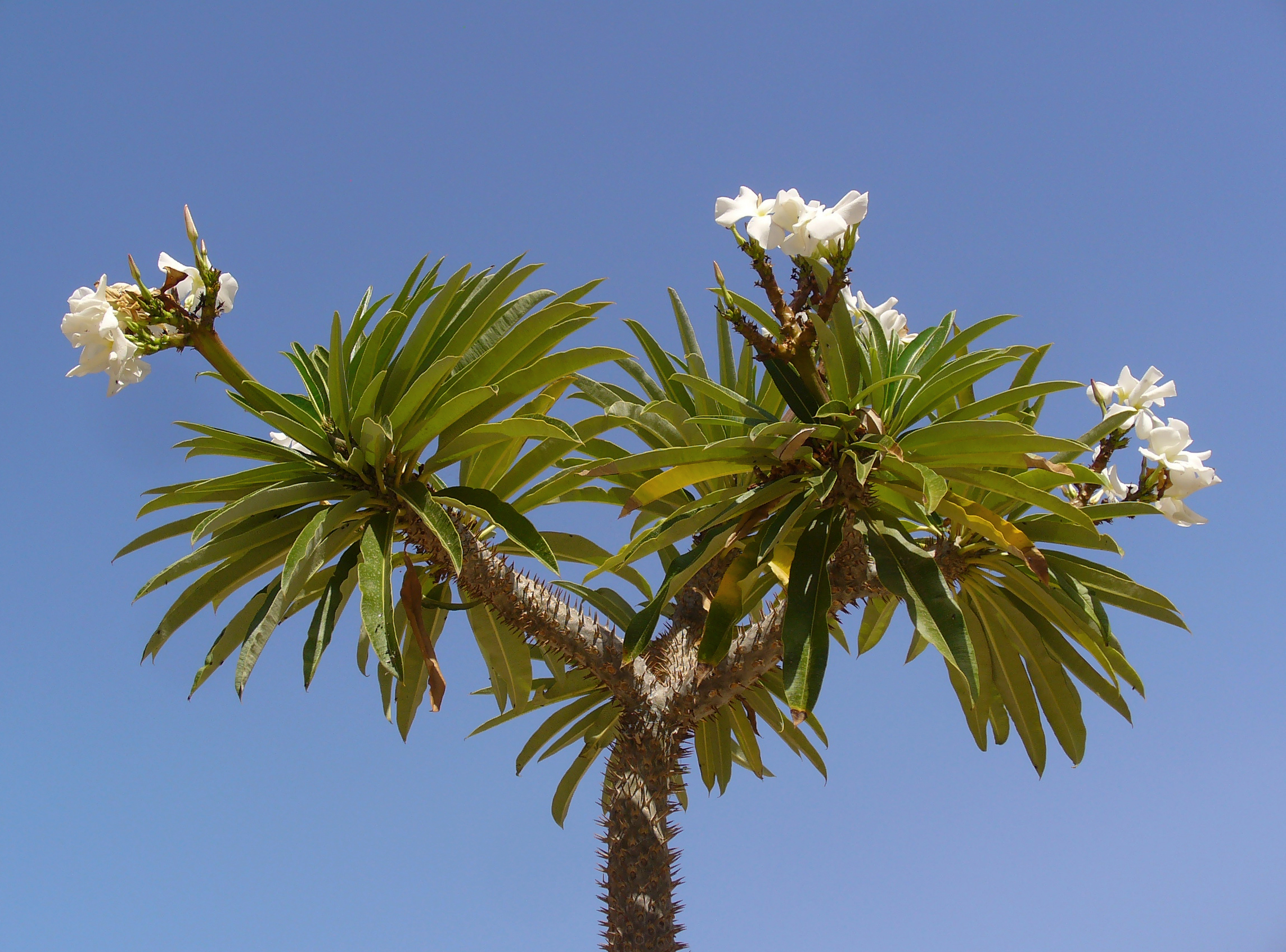 Pachypodium lamerei - Cactualdea San Nicolás