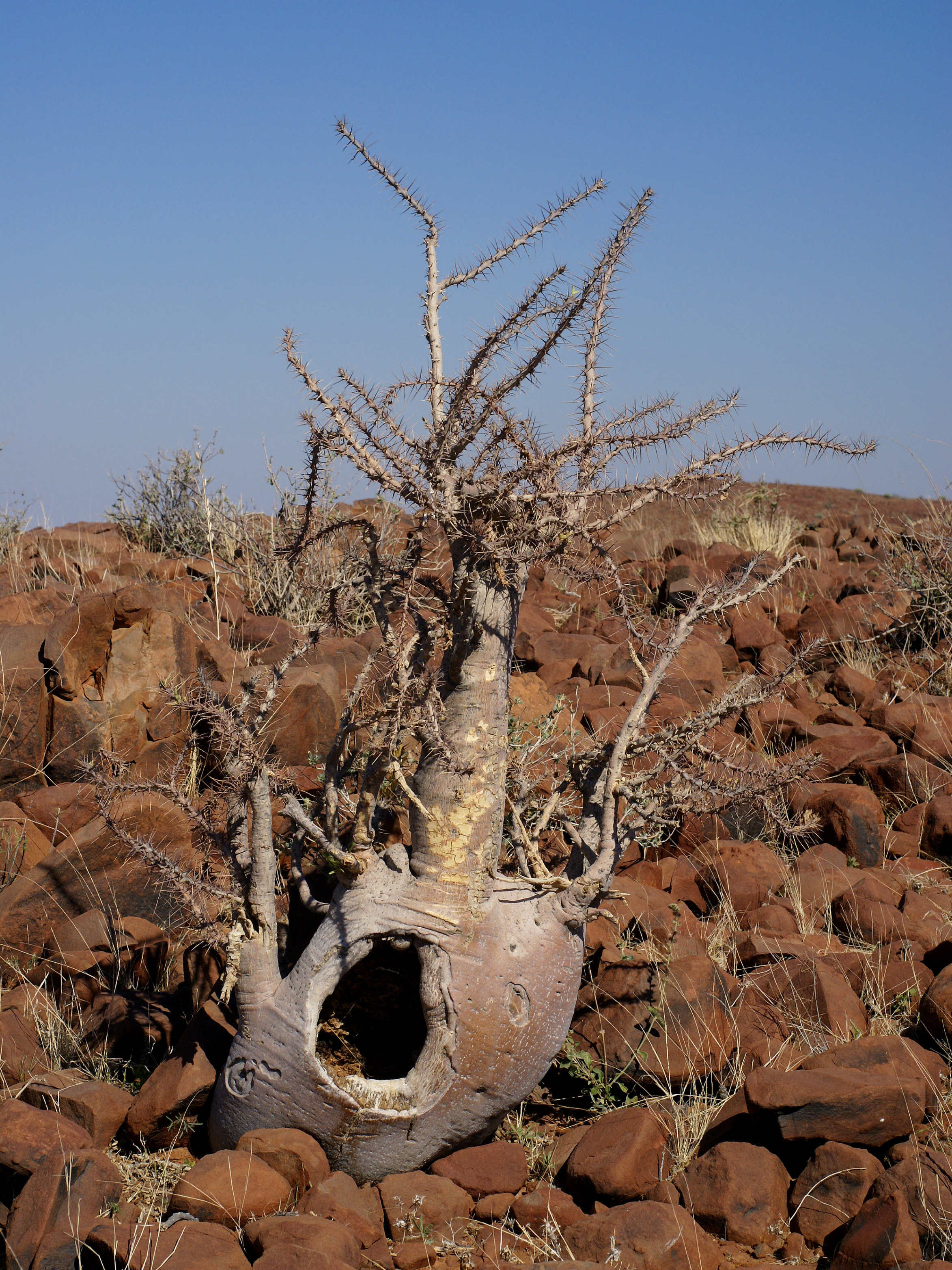 Pachypodium lealii