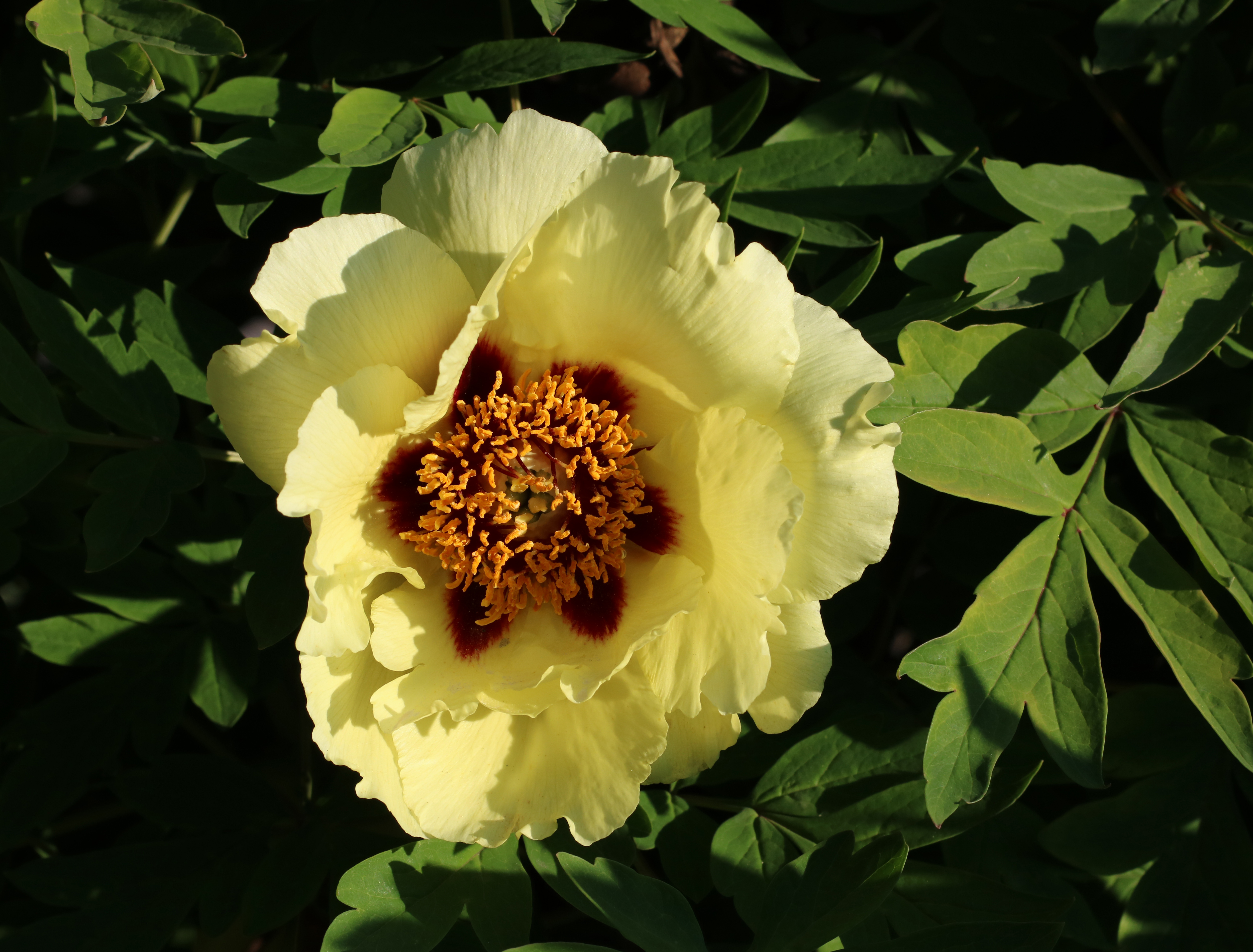 Paeonia Hai Huang 2016 G5