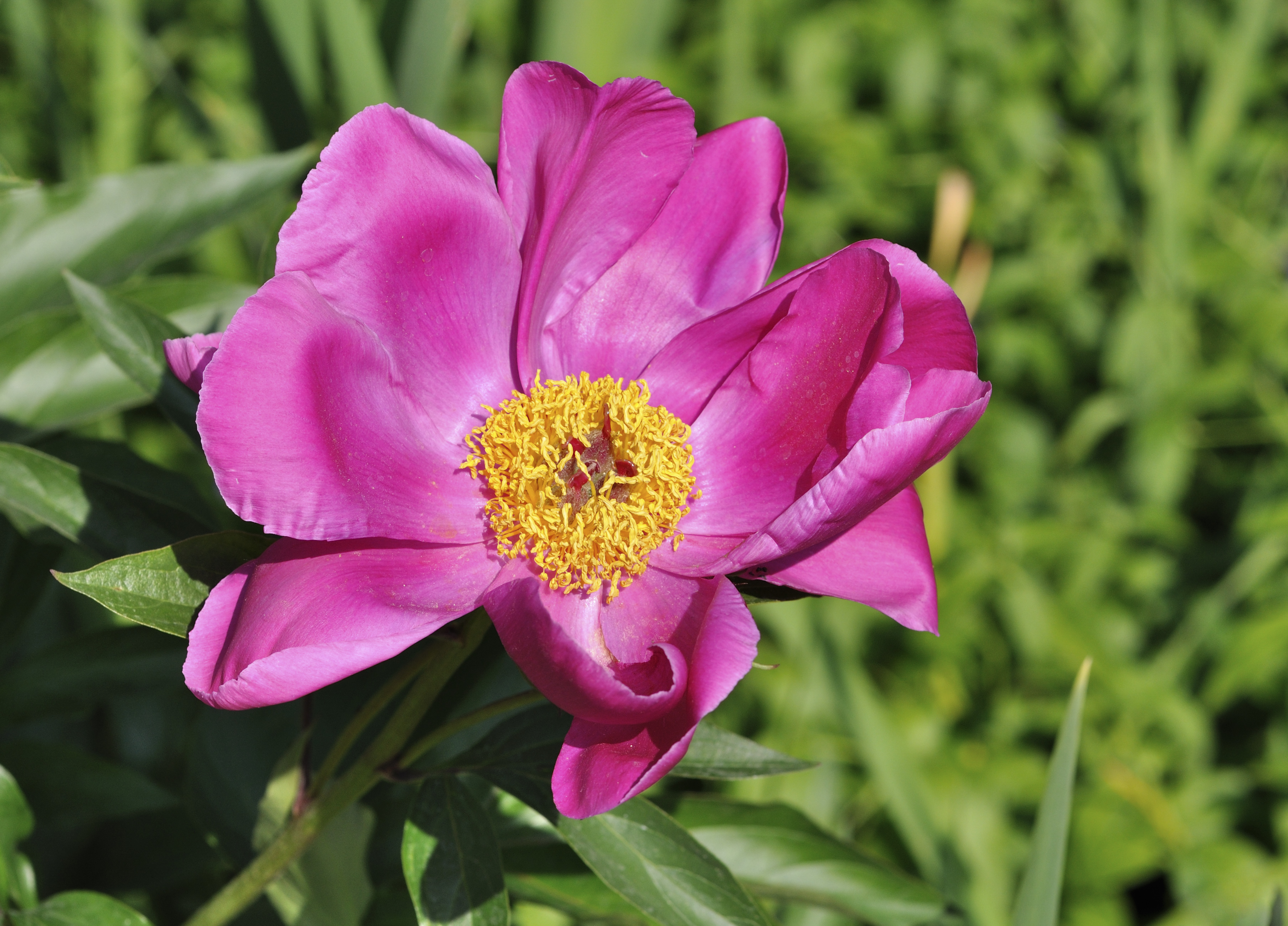 Paeonia officinalis qtl1