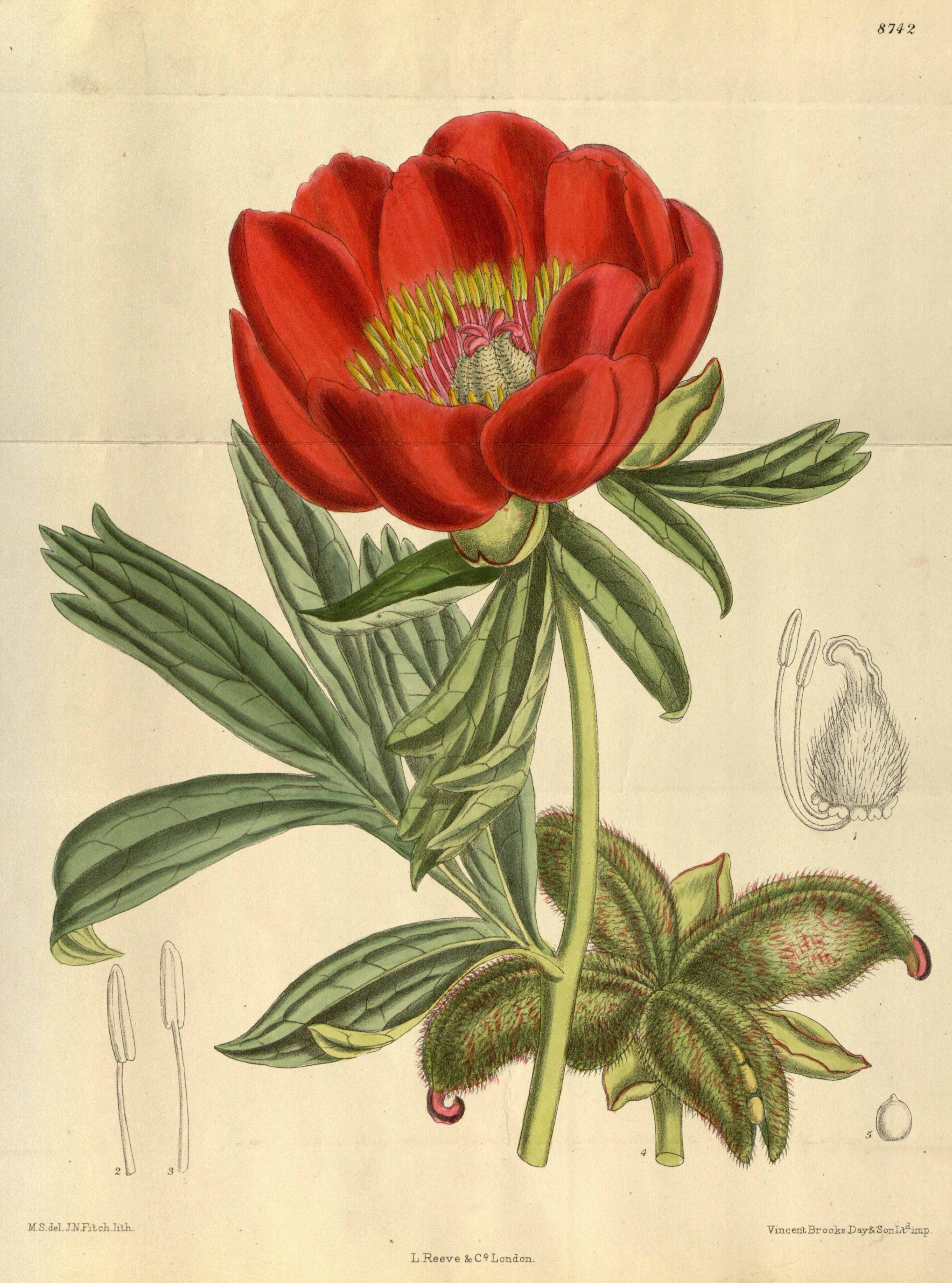 Paeonia peregrina 144-8742