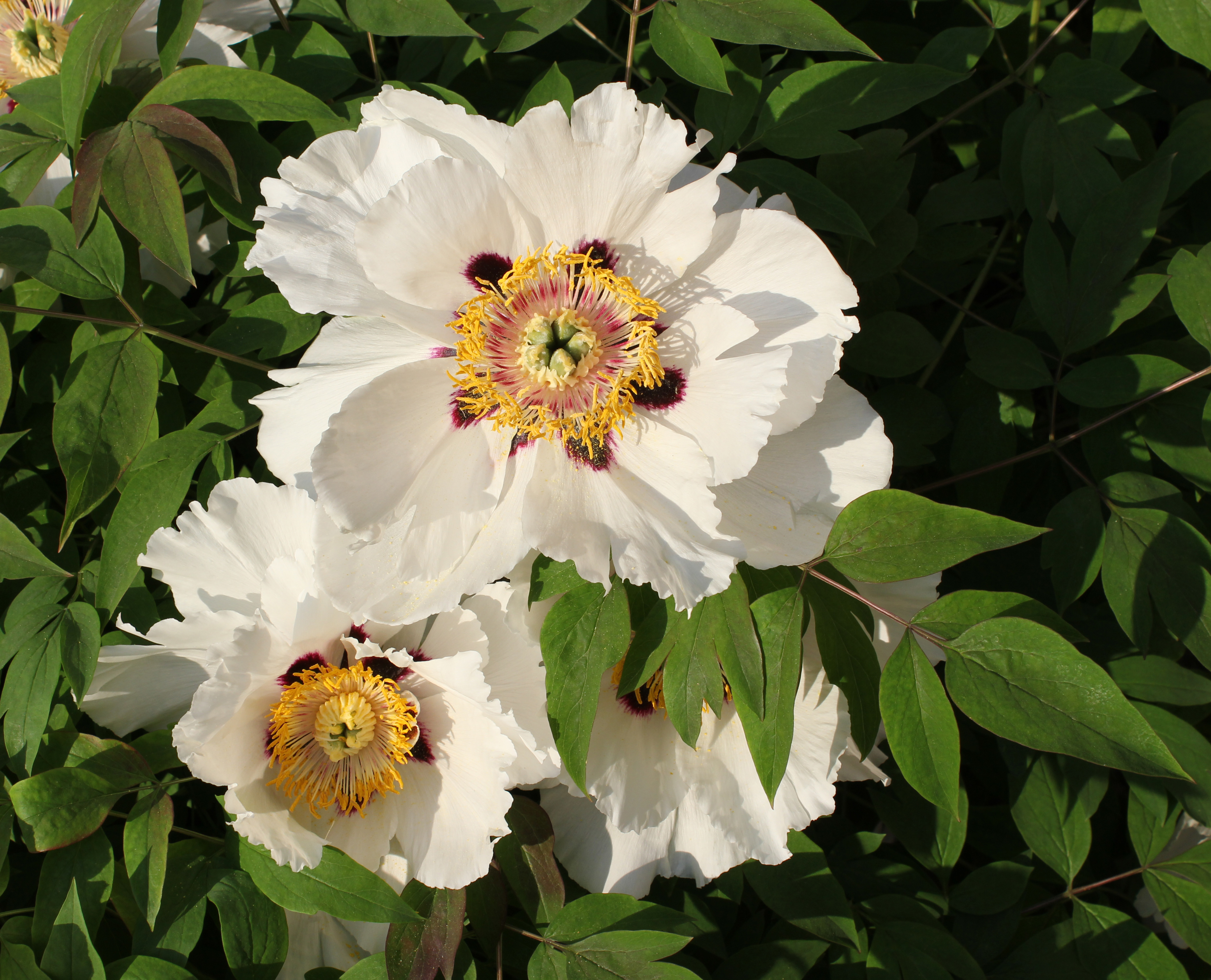 Paeonia rockii 2011 G2