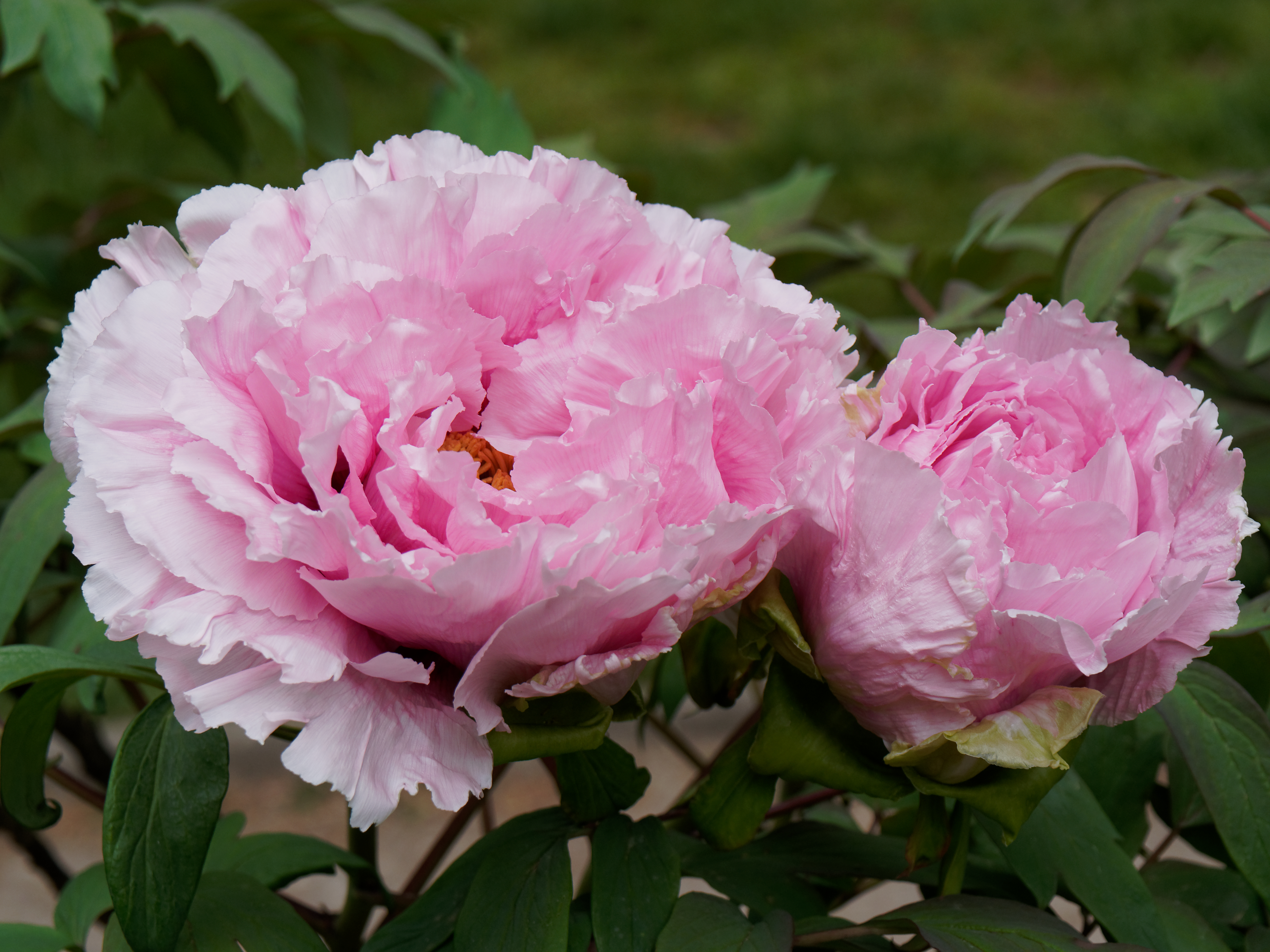 Paeonia suffruticosa Shichifukujin JdP 2013-04-28