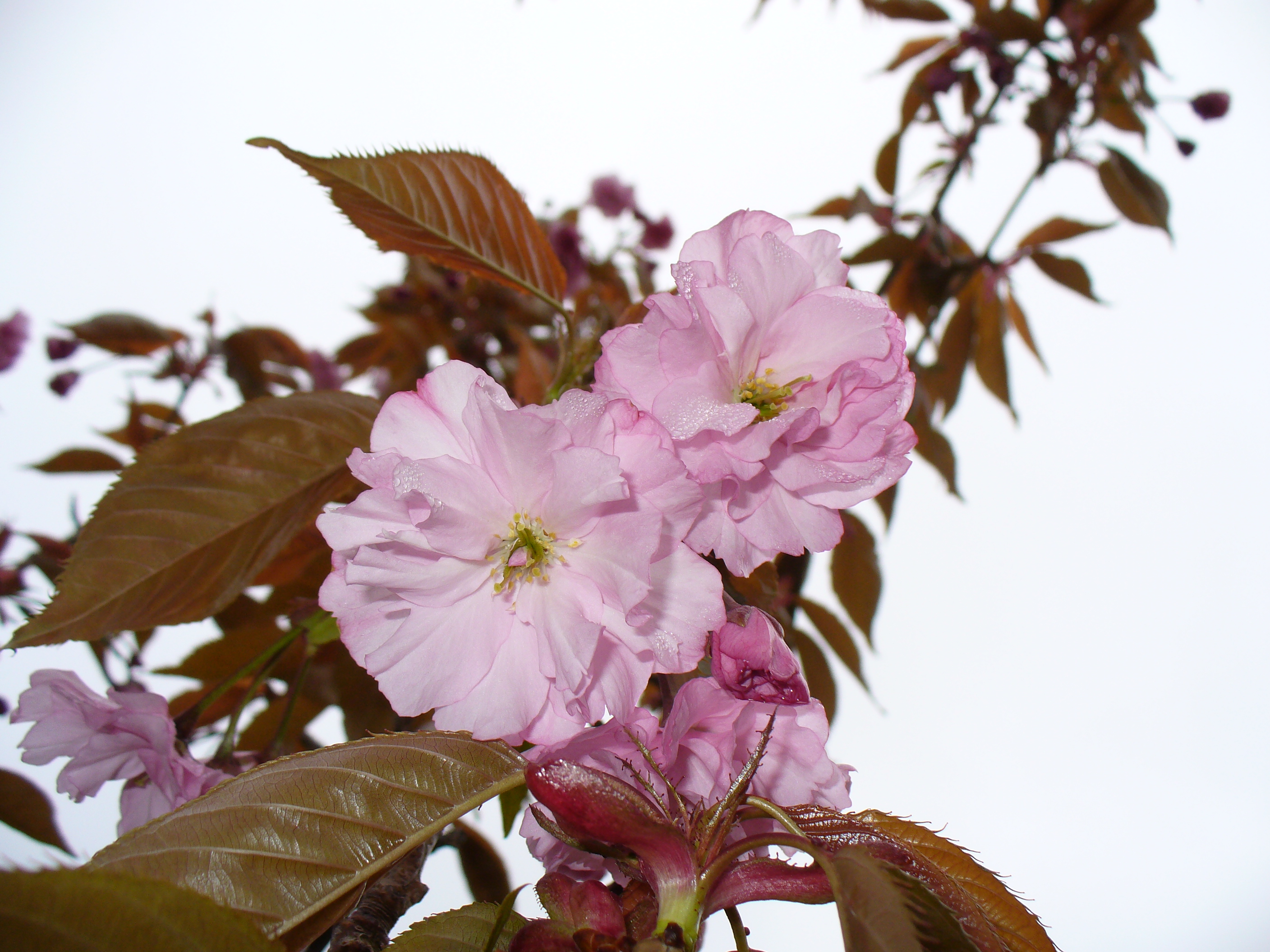 Paleflowers3