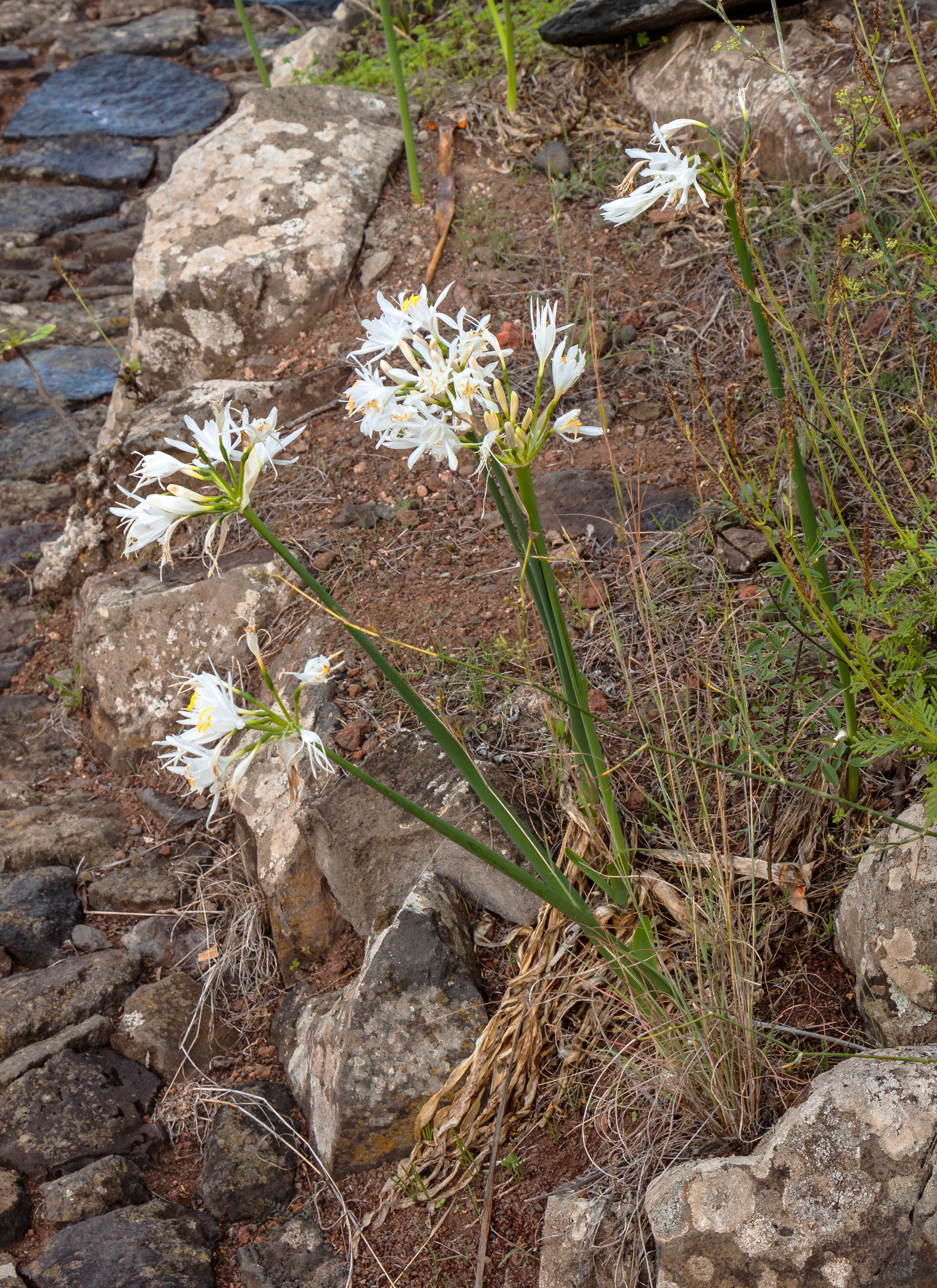 Pancratium canariense 01