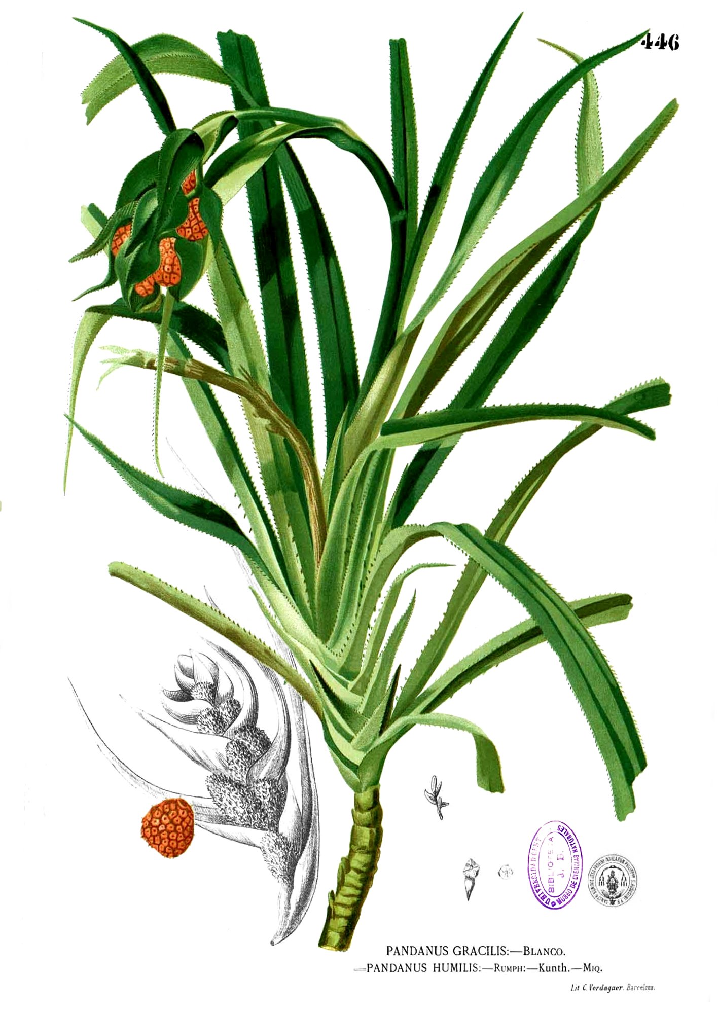 Pandanus humilis Blanco2.446