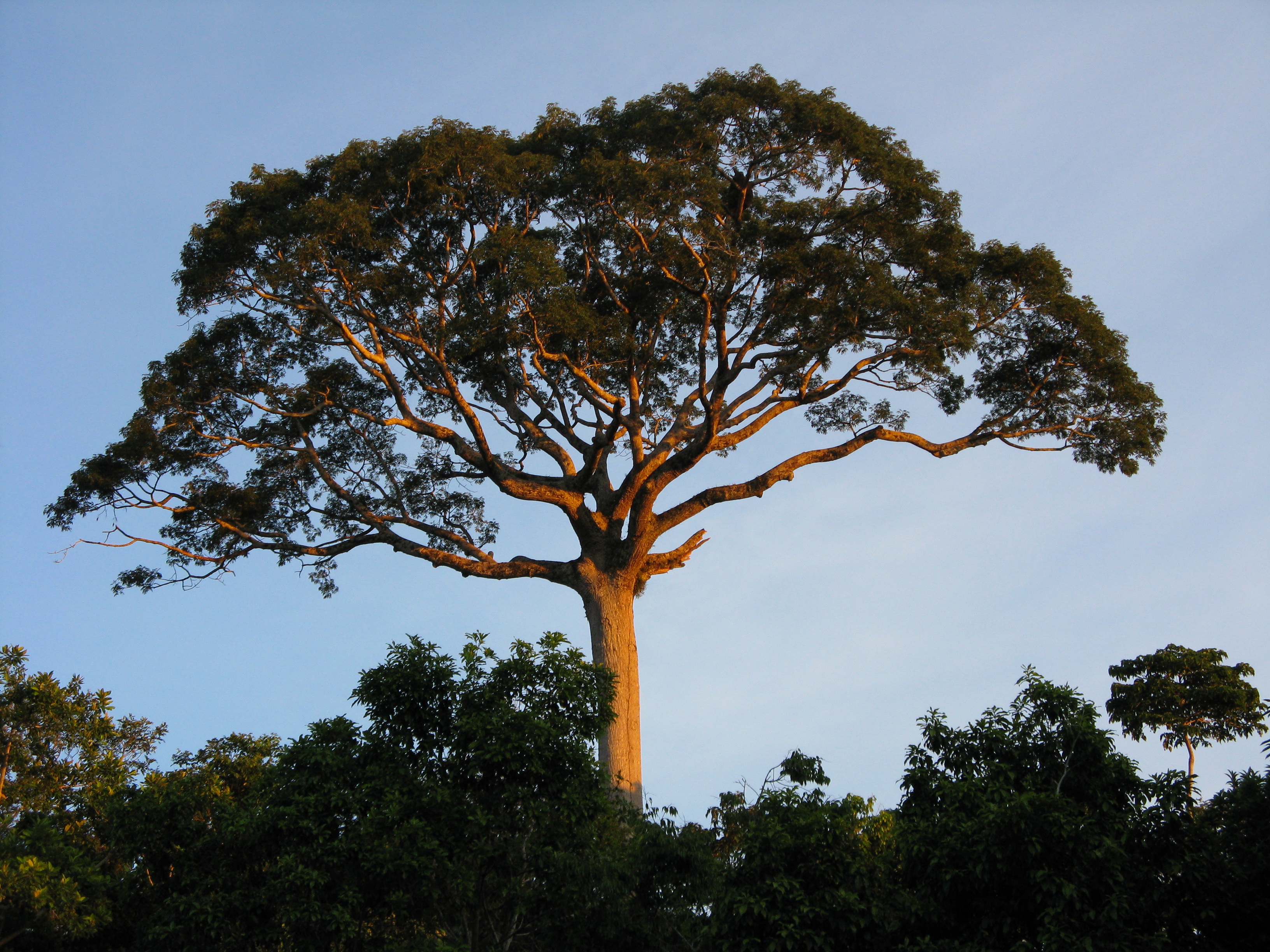 Panguana-Lupuna-2008-2
