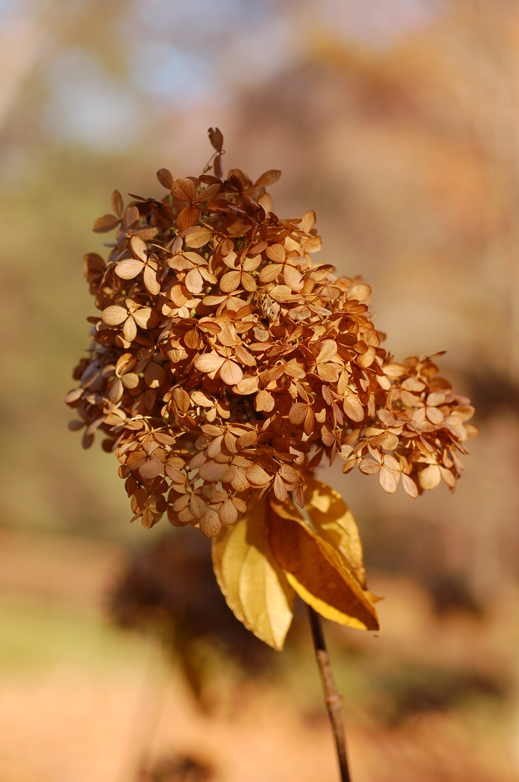 Panicle Hydrangea Hydrangea paniculata 'Limelight' Flower Head 2000px