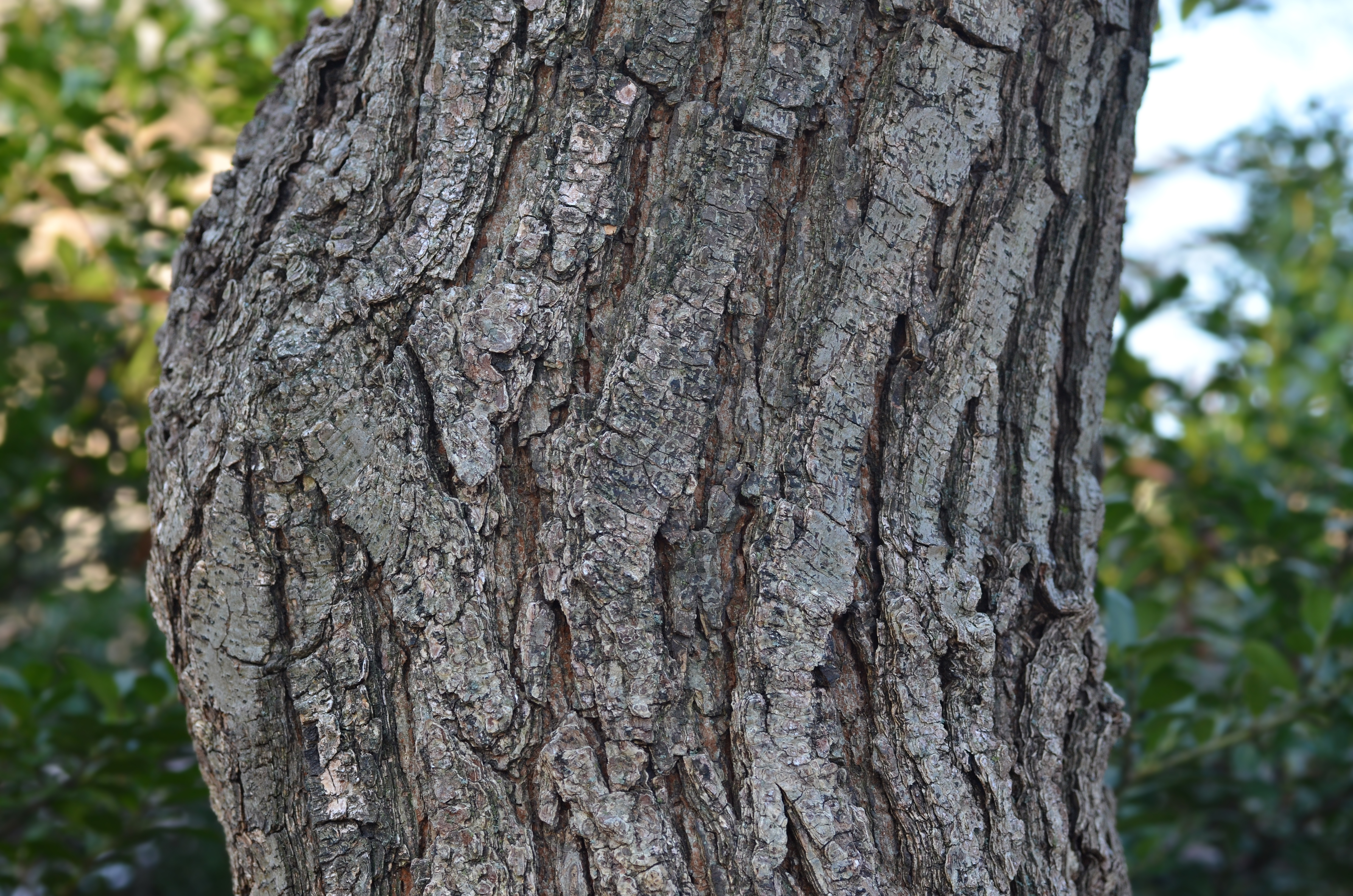 Panicled goldenraintree Koelreuteria paniculata Trunk