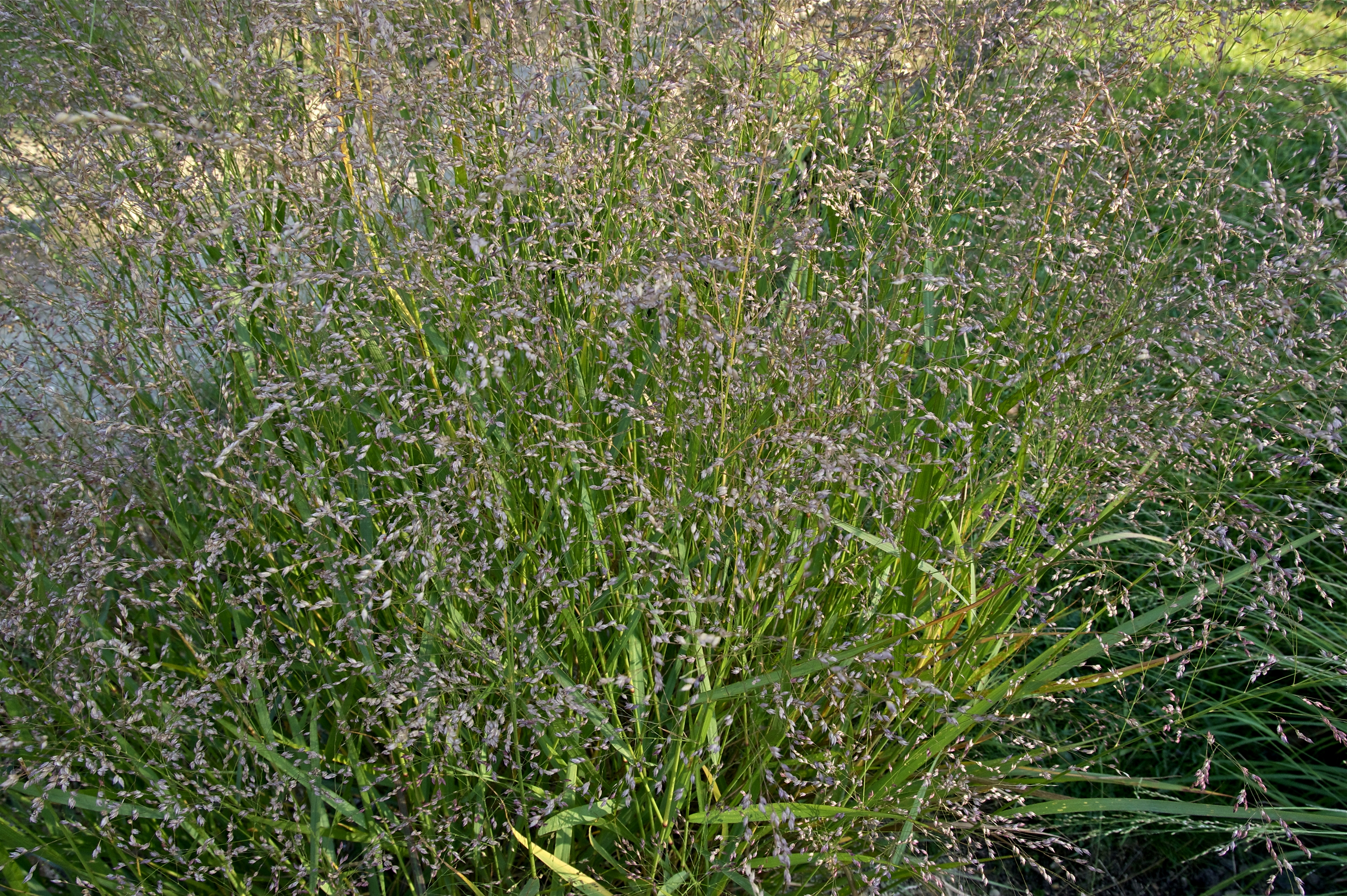 Panicum virgatum JdP