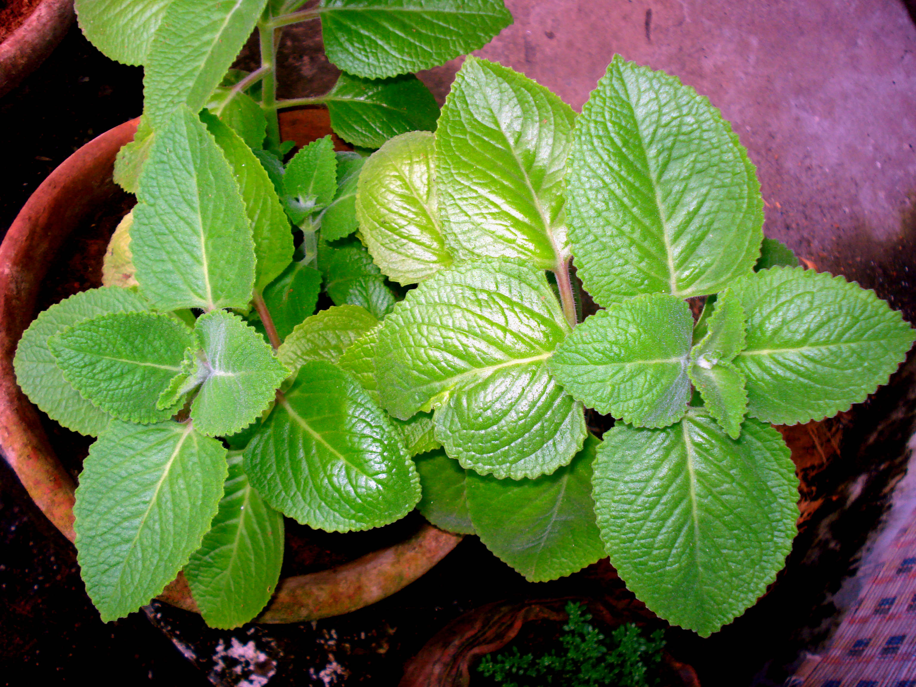 Panikoorkka plant