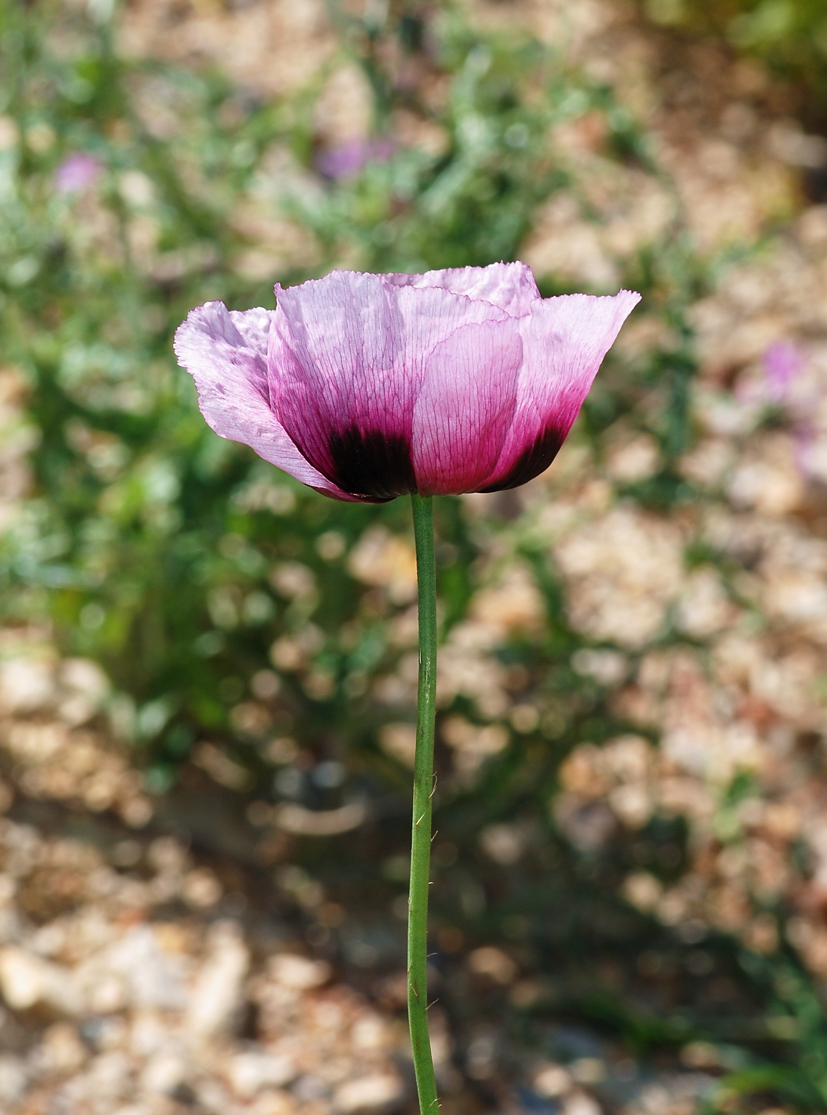 Papaver April 2010-7