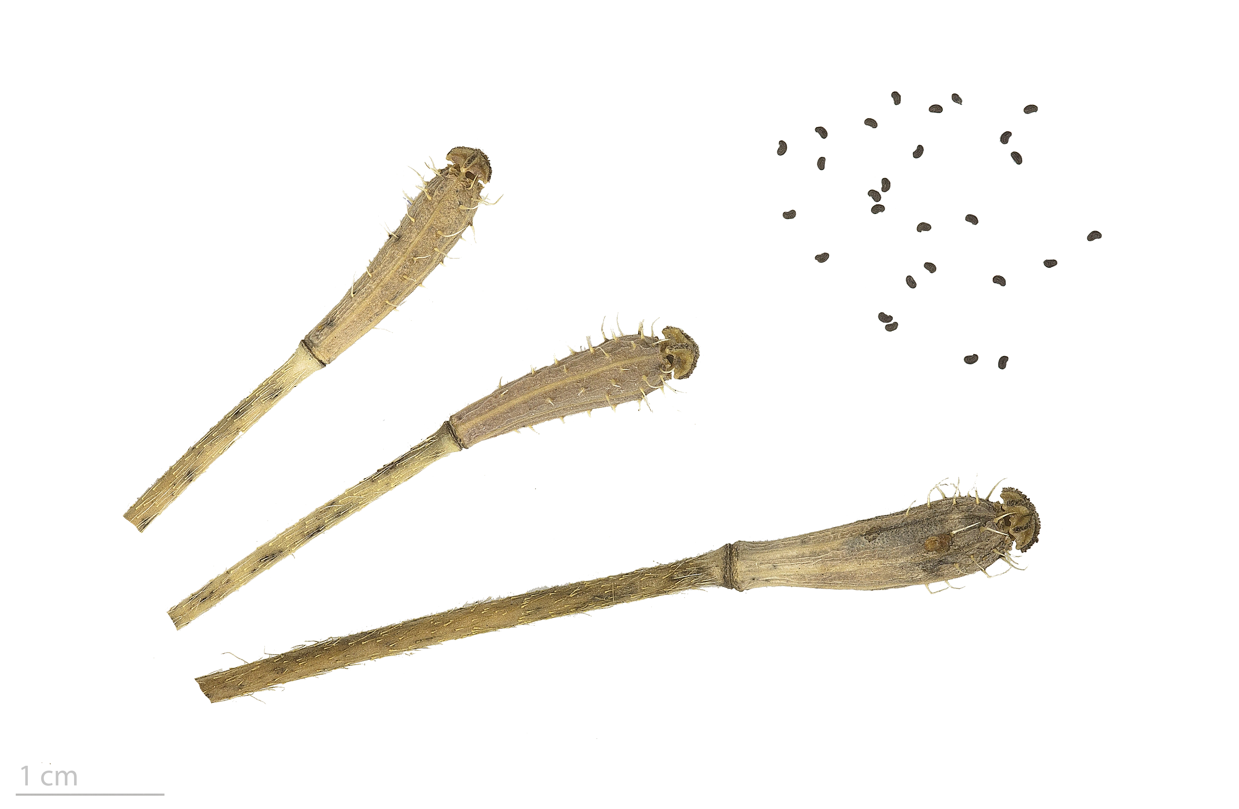 Papaver argemone MHNT.BOT.2016.24.41