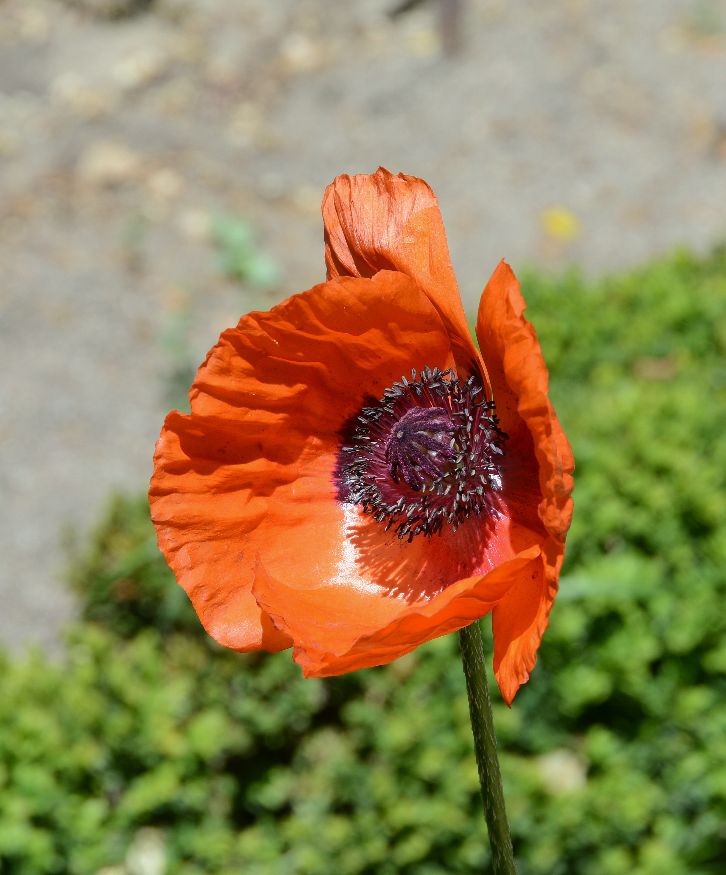 Papaver May 2014-1