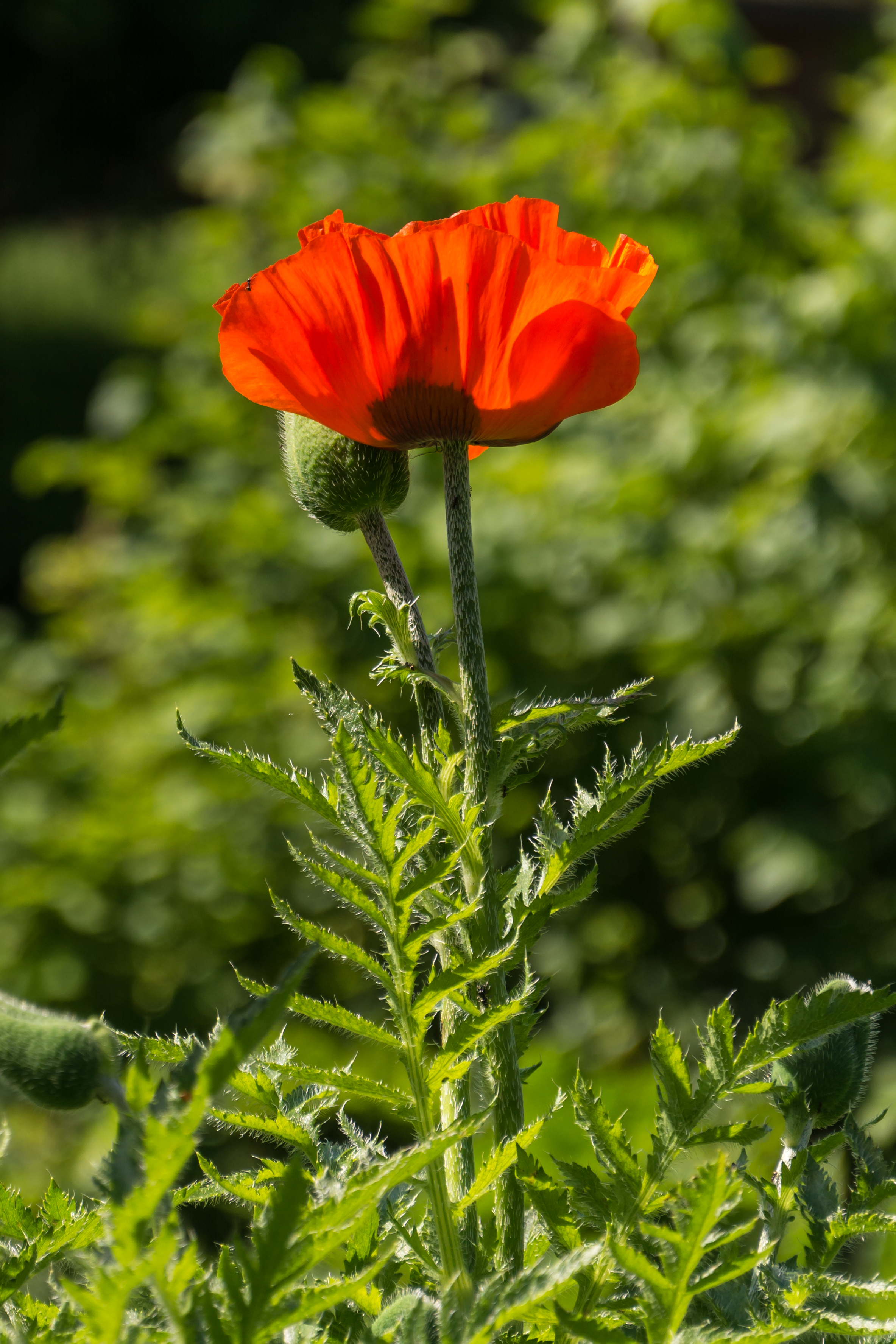 Papaver orientale Seitenstetten 01