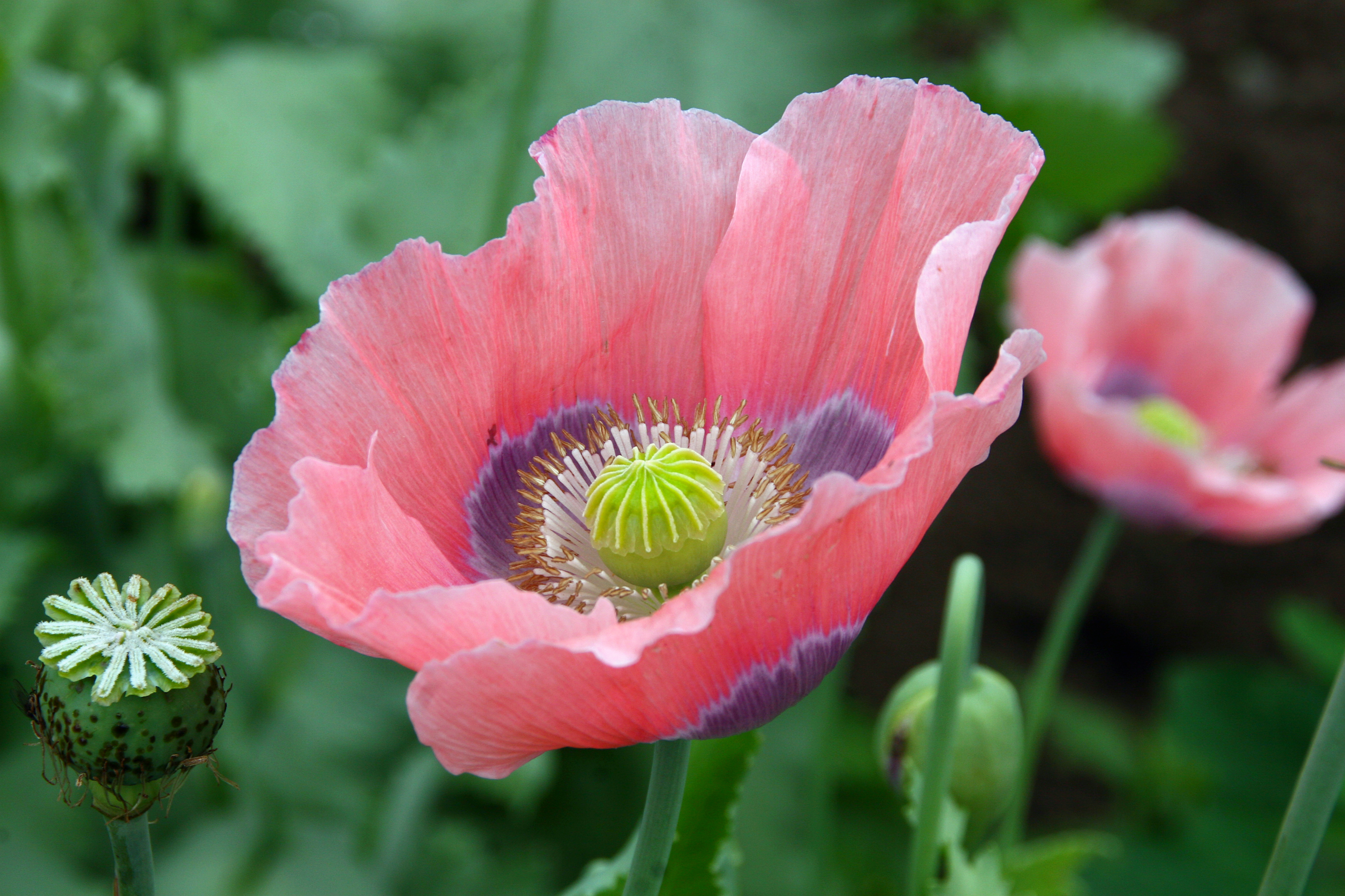 Papaver somniferum (3)