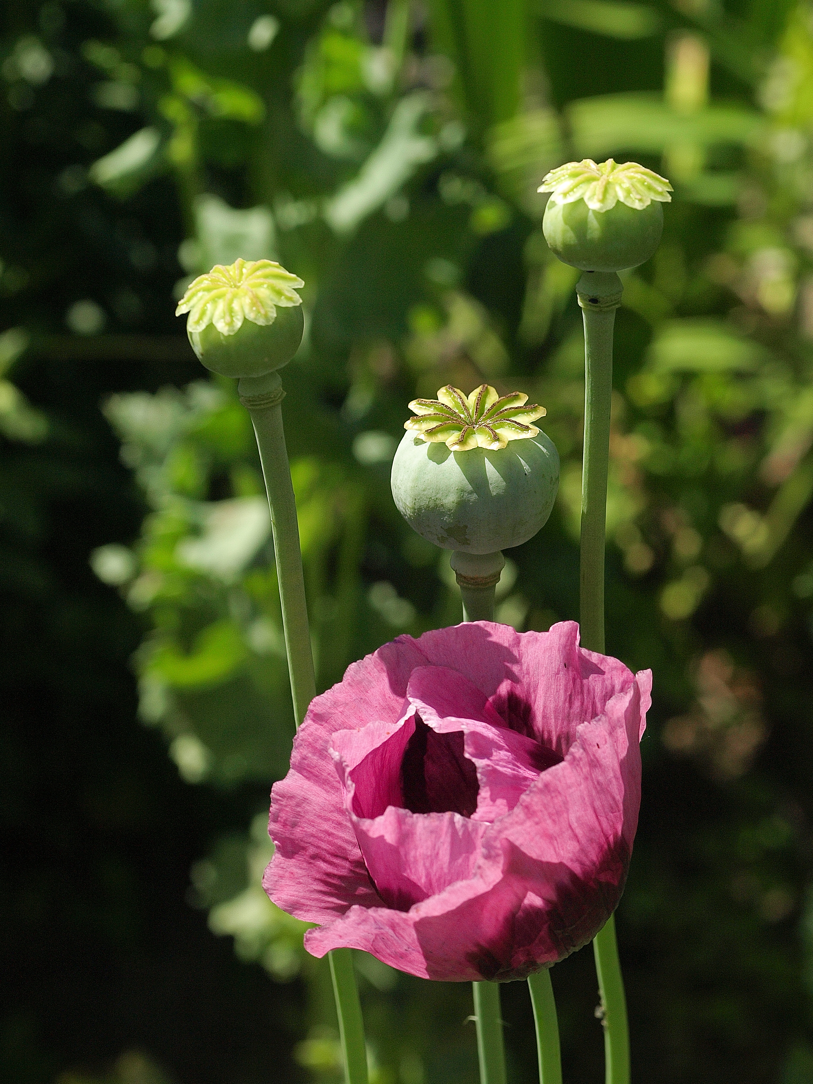 Papaver somniferum, Cloppenburg (DE)P6244221