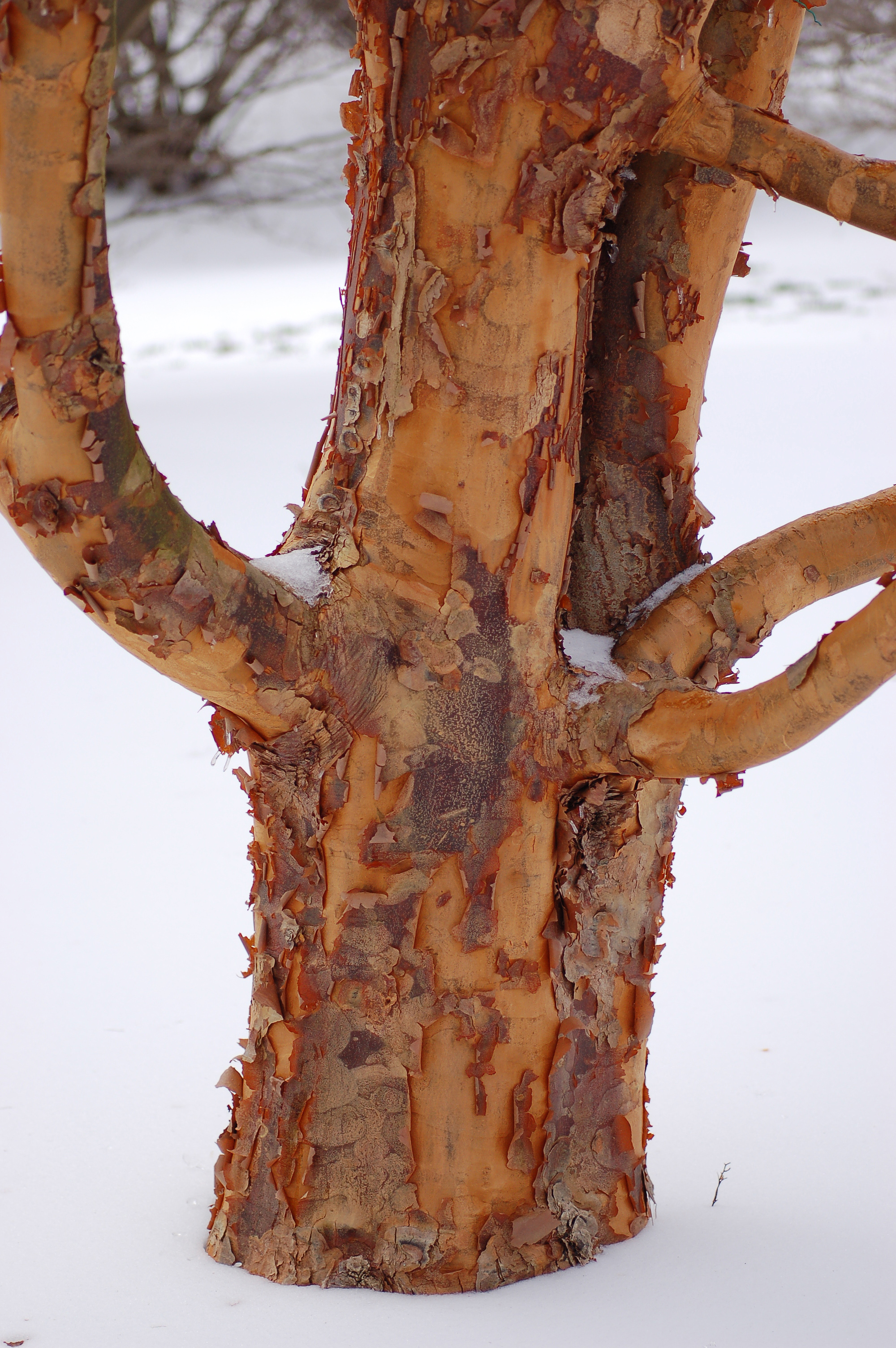 Paperbark Maple Acer griseum Trunk Base 2000px