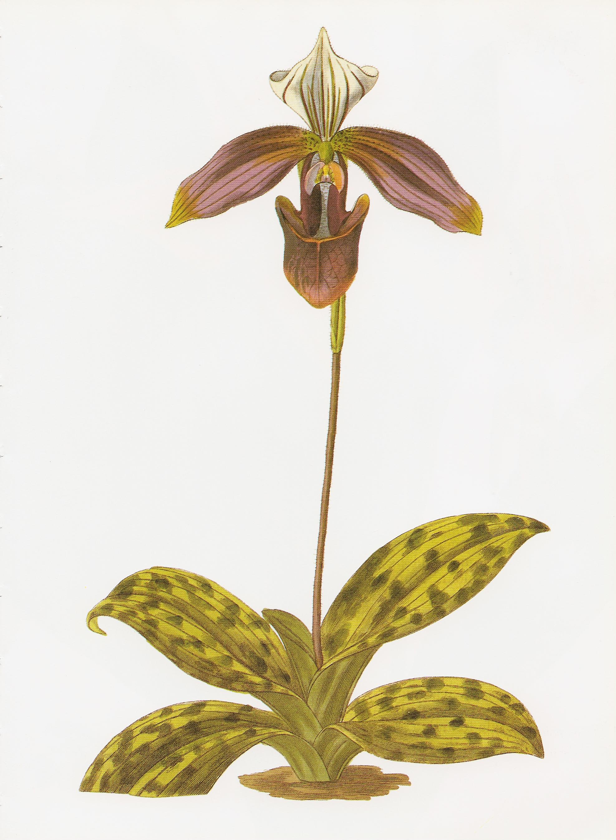 Paphiopedilum purpuratum RHS