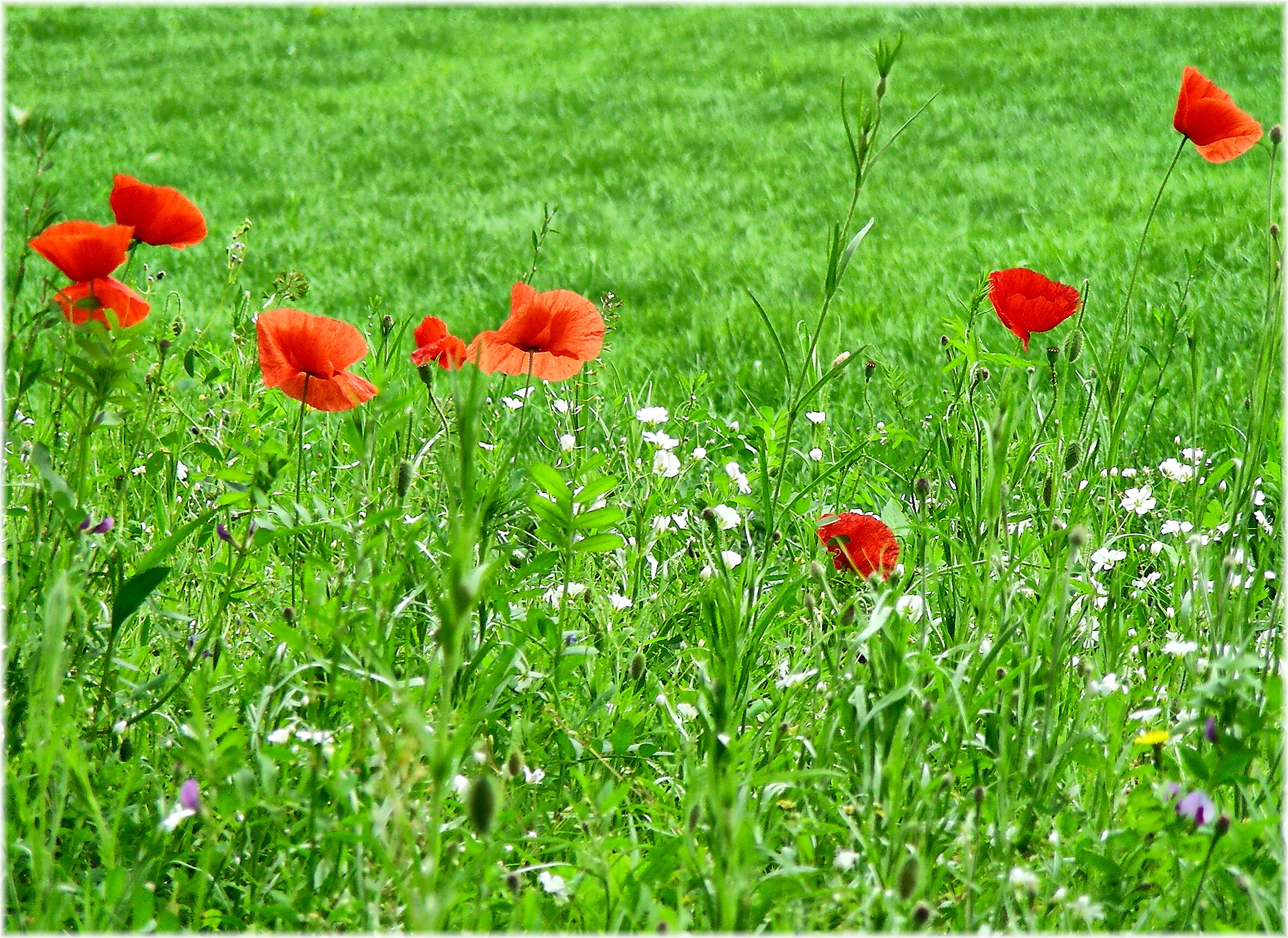 Papoulas silvestres. Papaver rhoeas