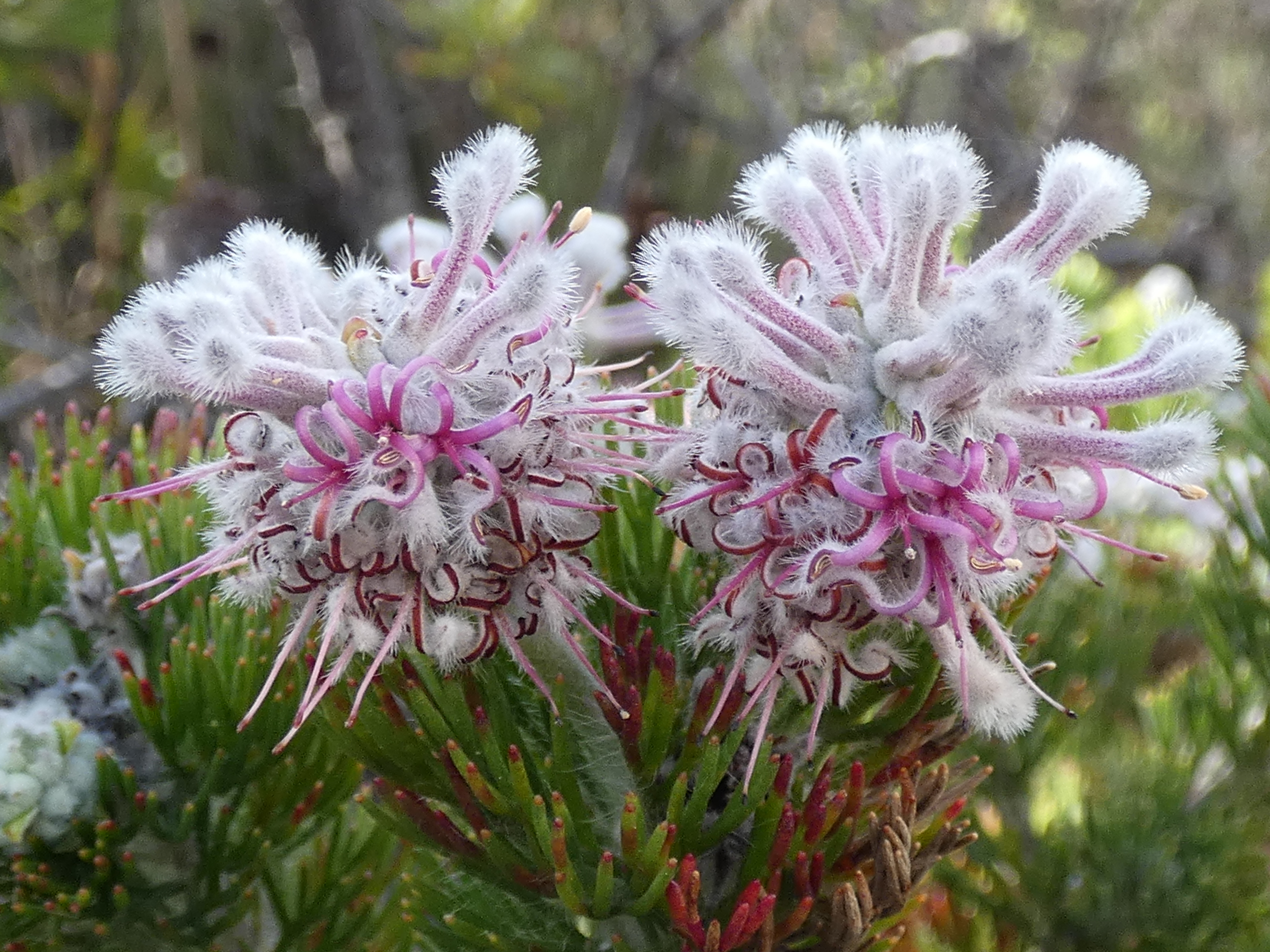 Paranomus abrotanifolius Potberg 01