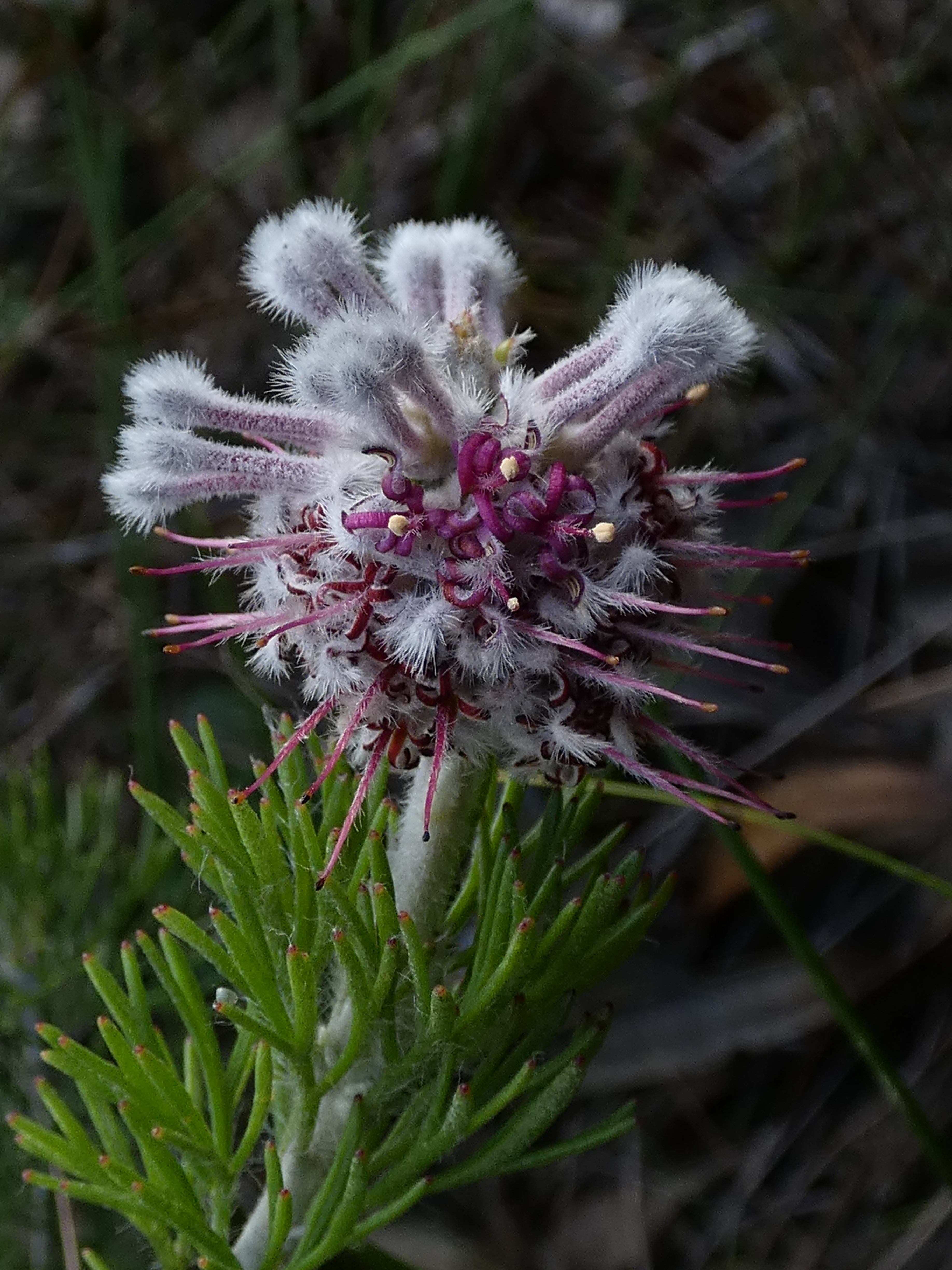 Paranomus abrotanifolius Potberg 03