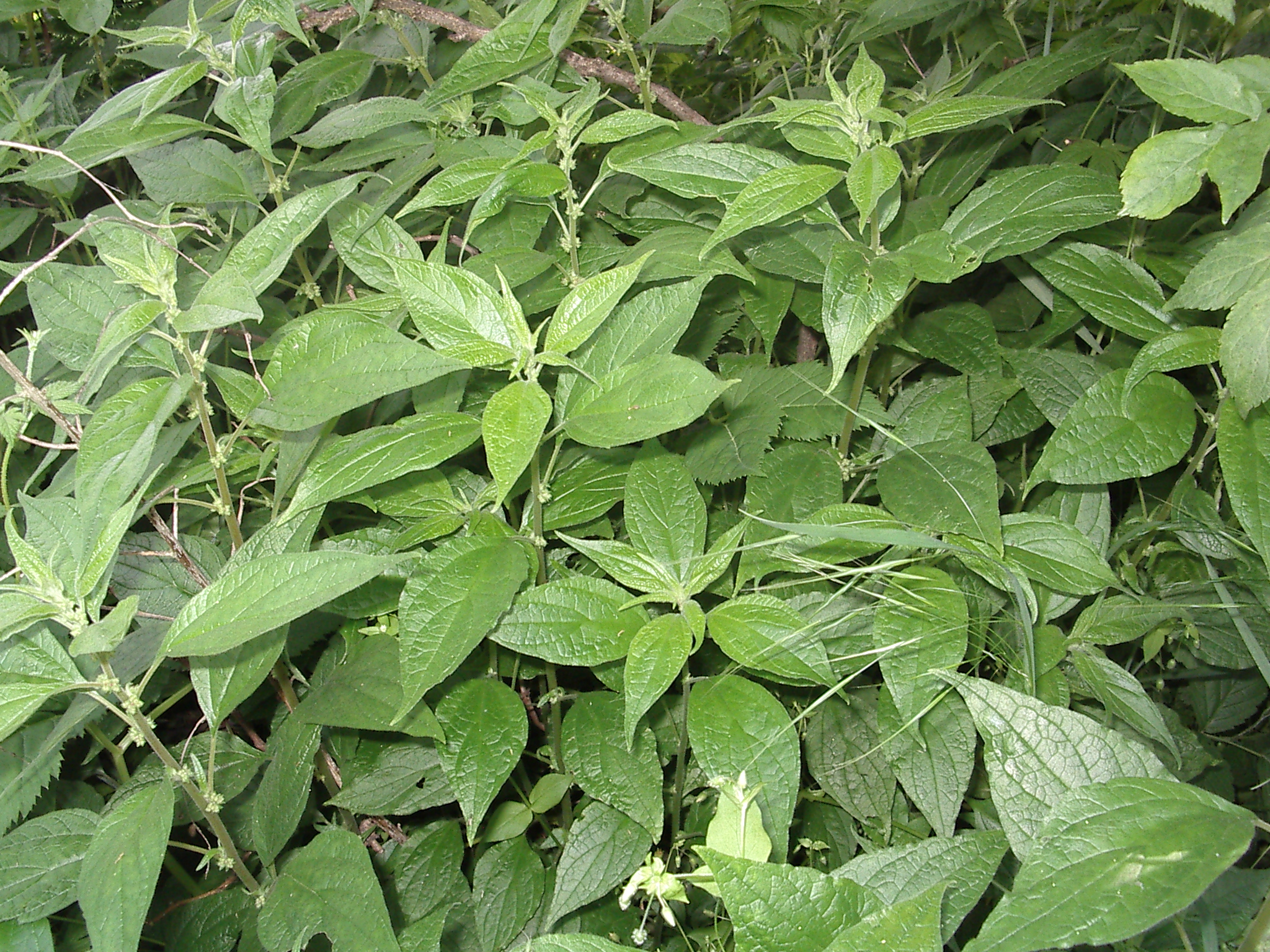 Parietaria officinalis1