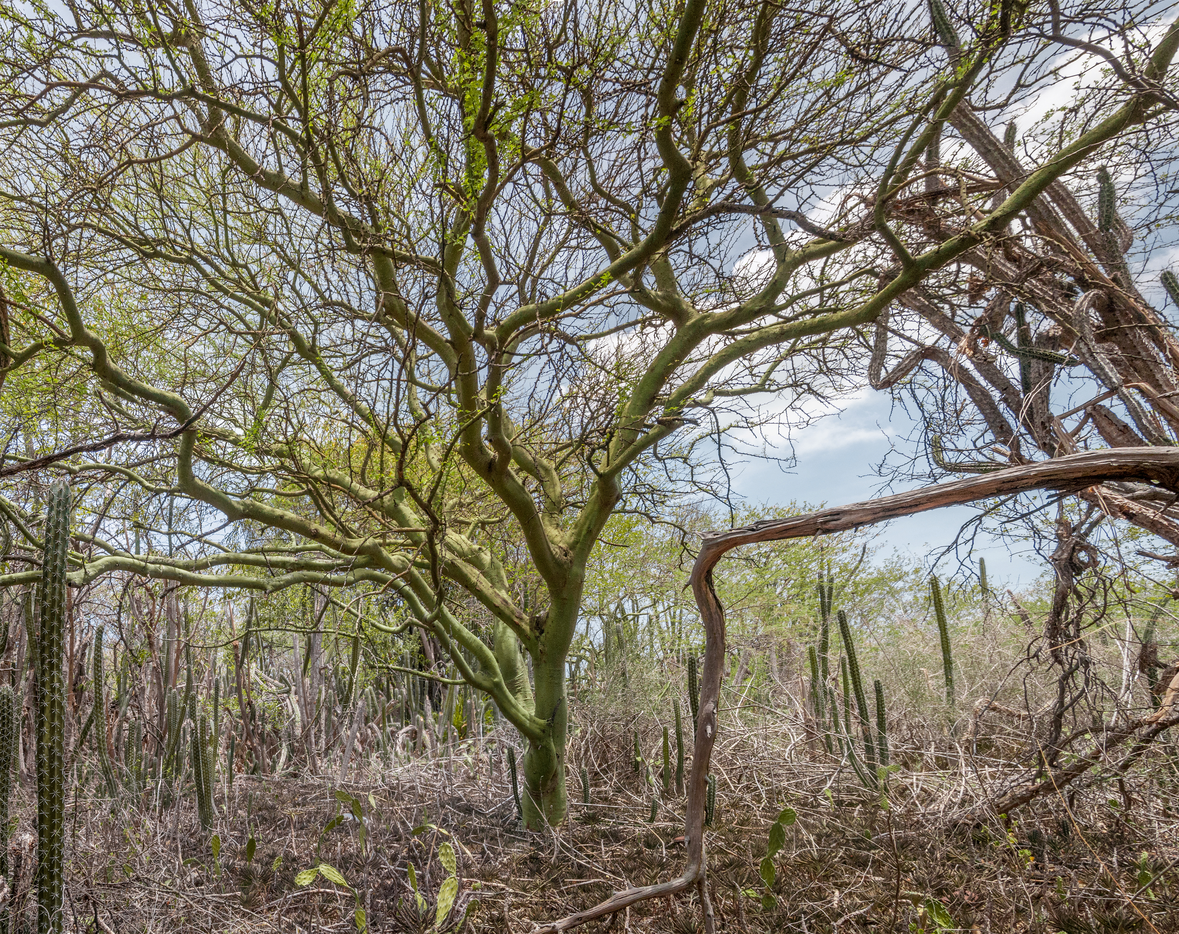 Parkinsonia praecox from Margarita Island