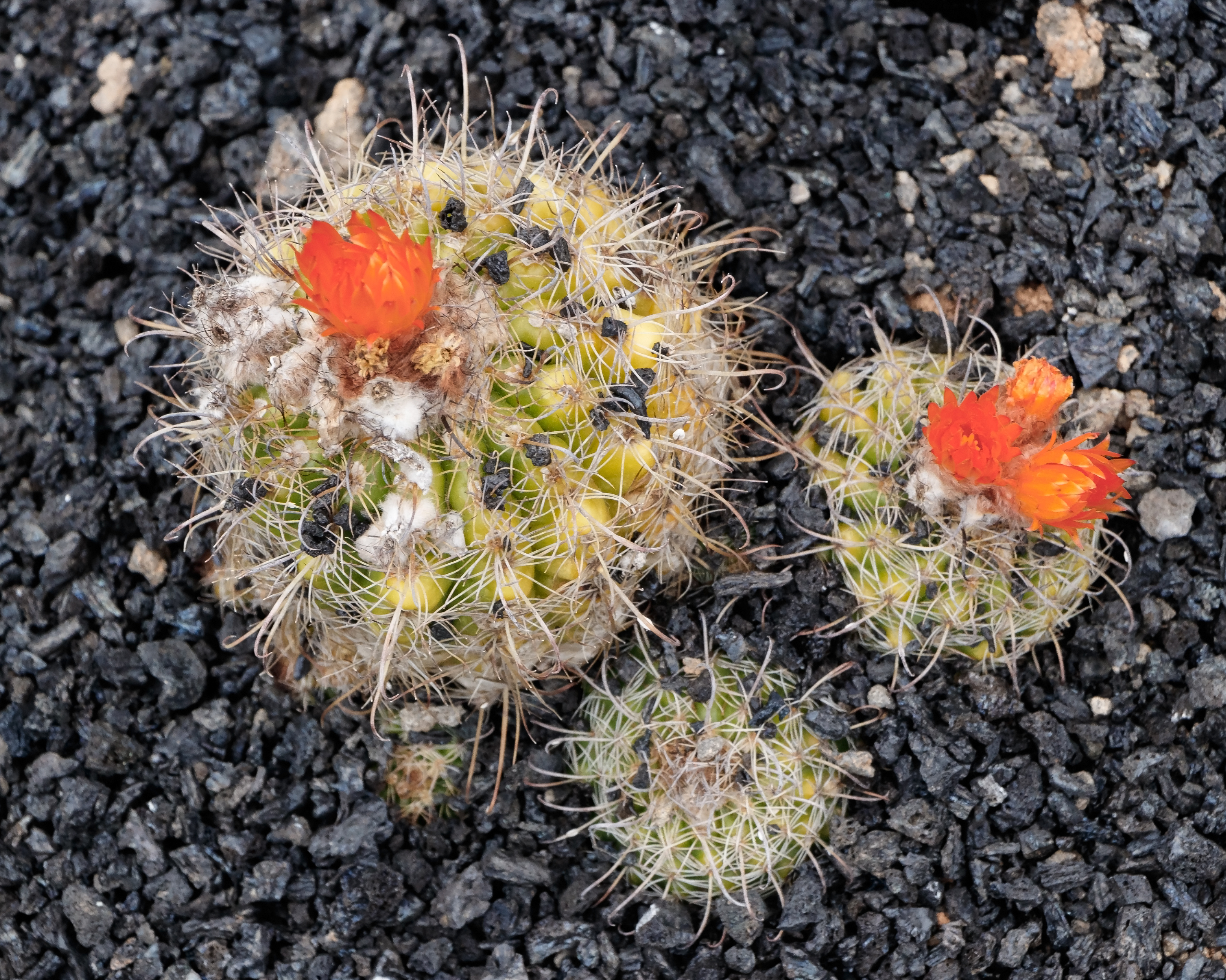 Parodia maassii 01