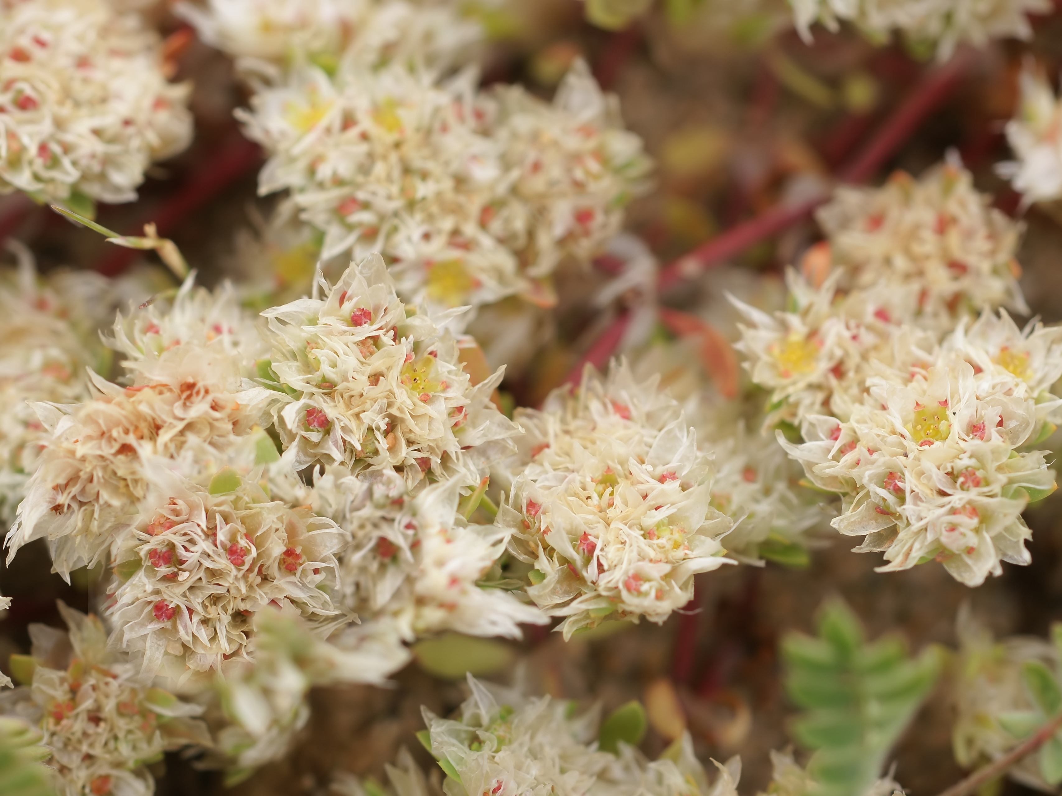 Paronychia argentea (flowers)-cloned