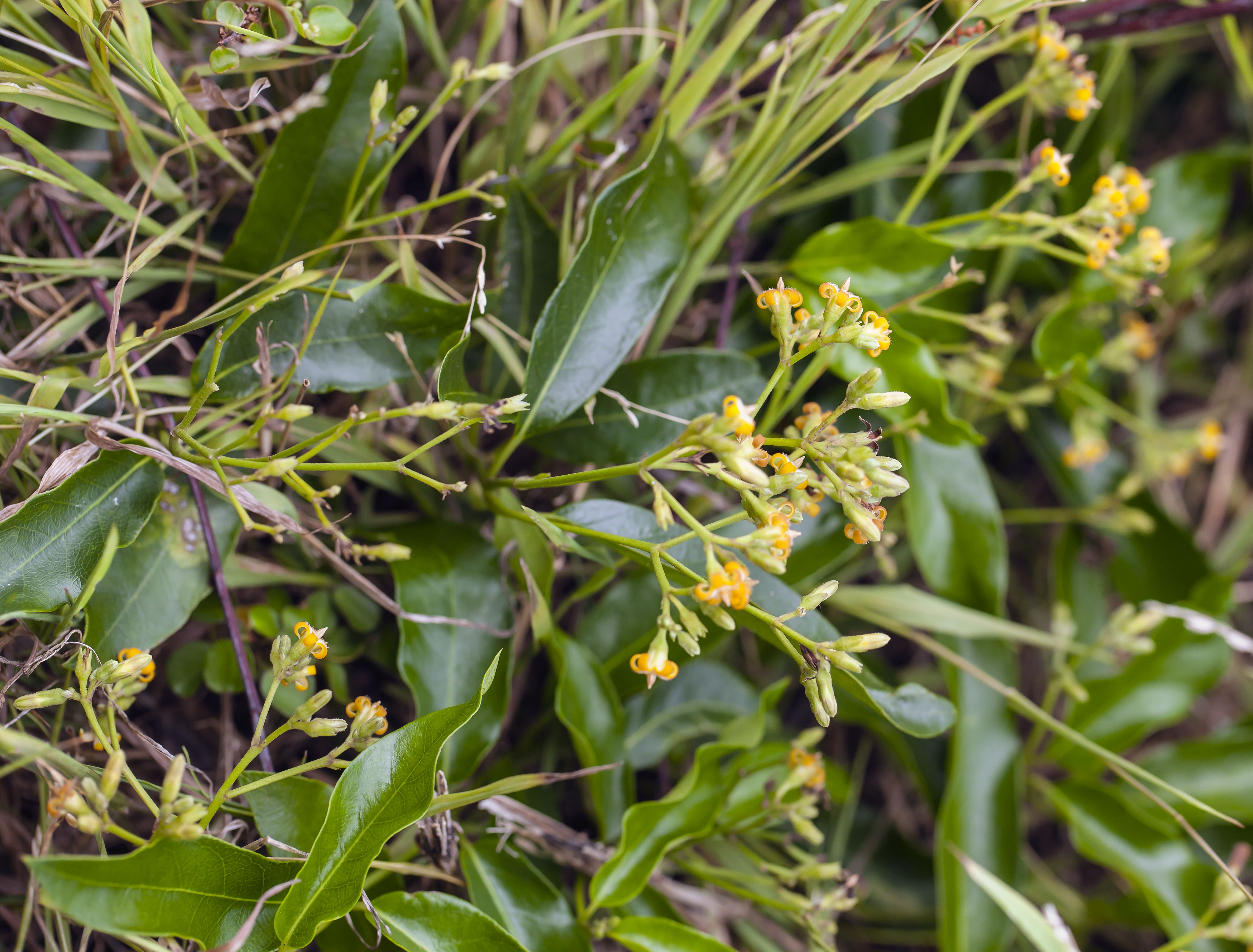 Parsonsia howeana (14238425682)