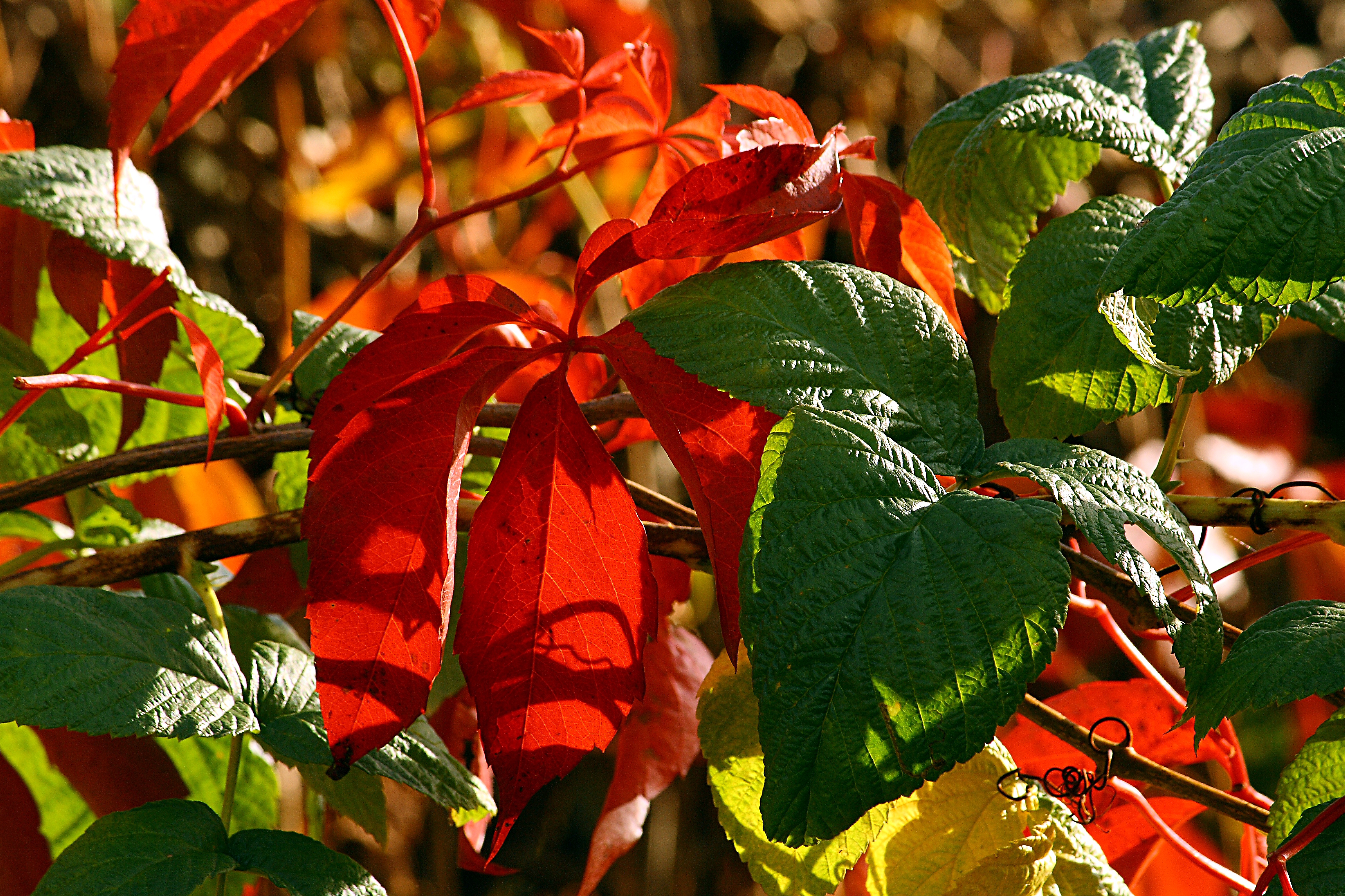 Parthenocissus et Rubus 8663
