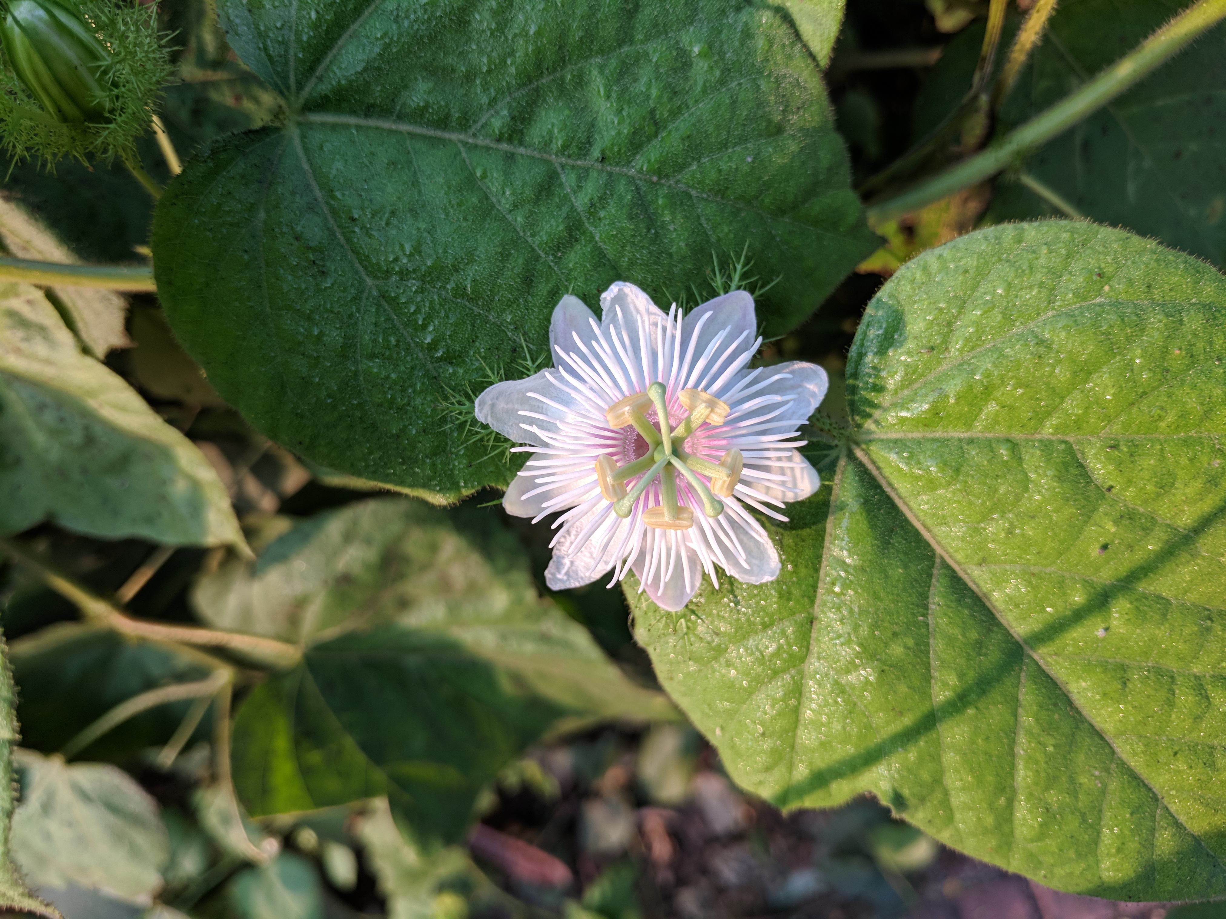 Passiflora foetida 27