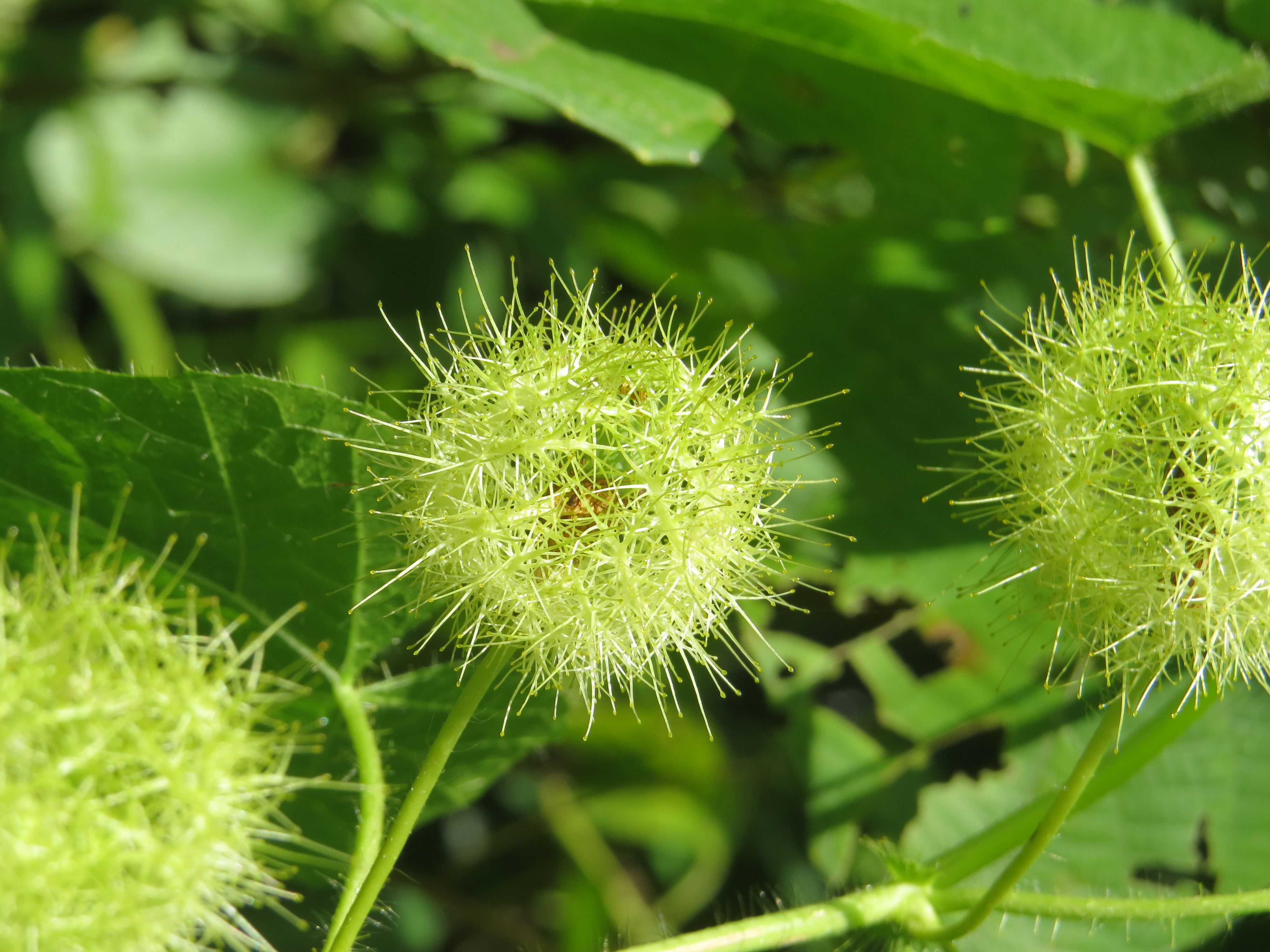 Passiflora foetida at Mayyil (1)